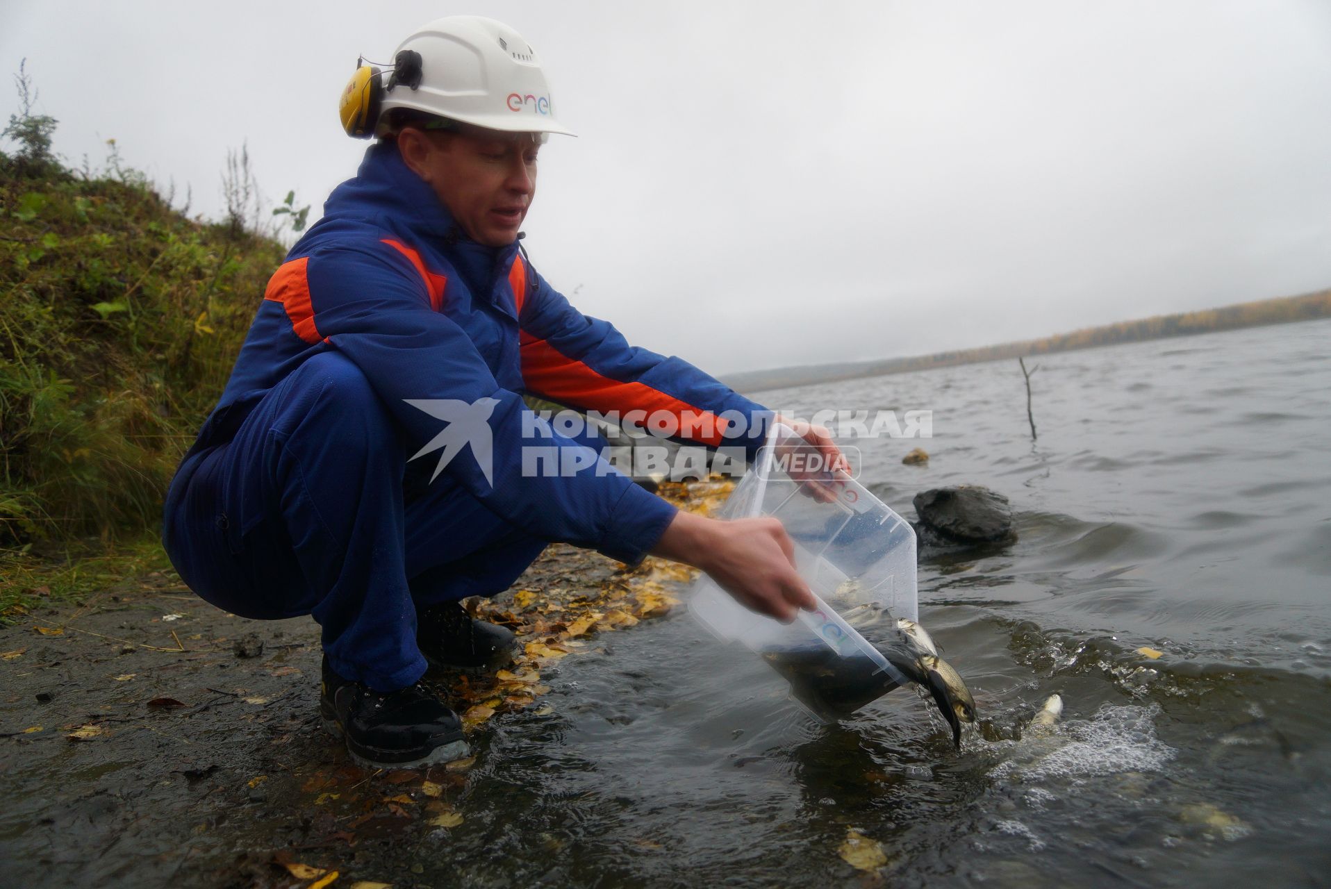 Свердловская область. Мальки толстолобика во время спуска в воду  Исетского водохранилища для восполнения популяции. Выпуск 70 тысяч мальков белого амура и толстолобика