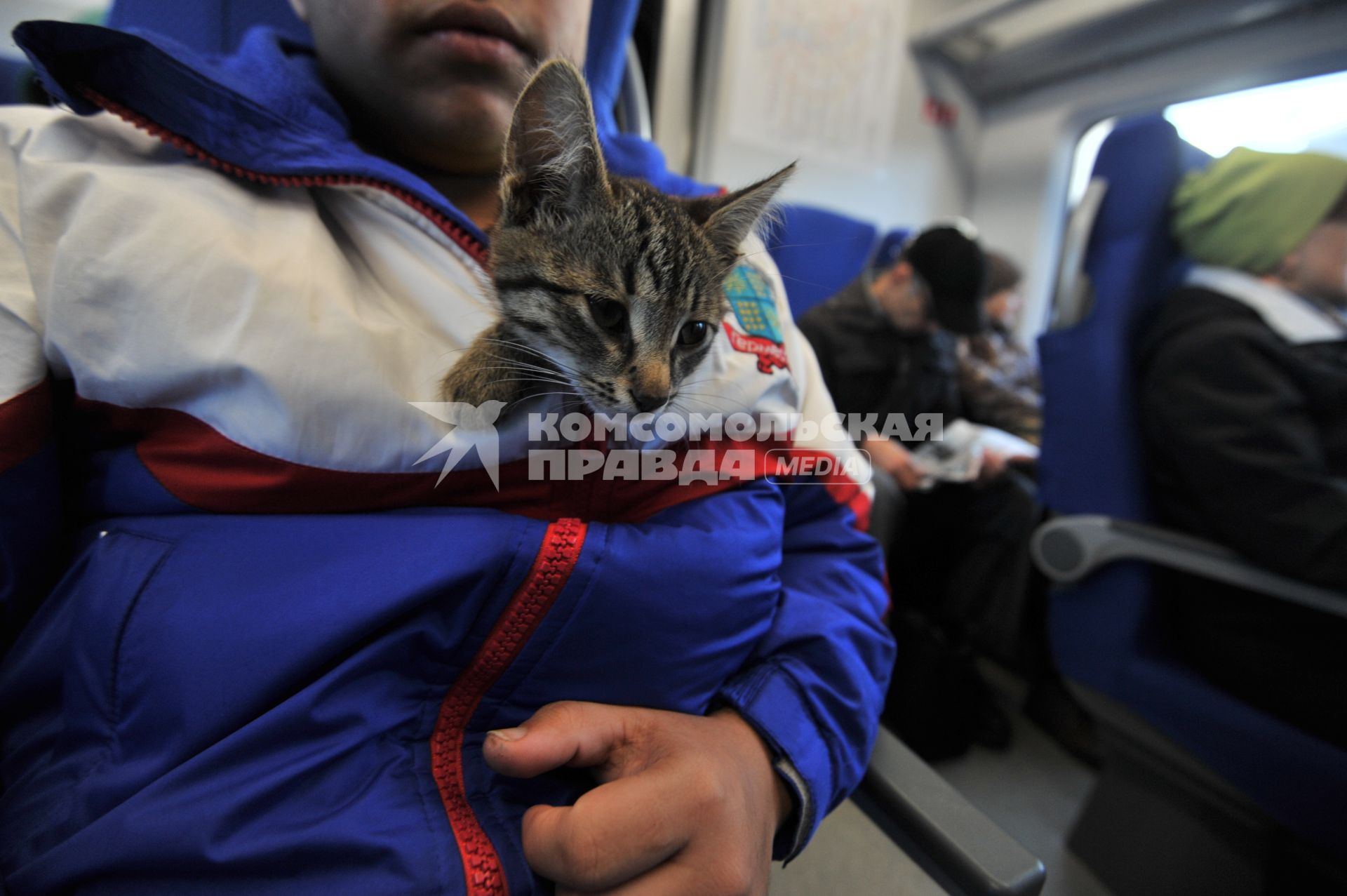 Москва. Мужчина с котенком в вагоне поезда на Московском центральном кольце (МЦК).