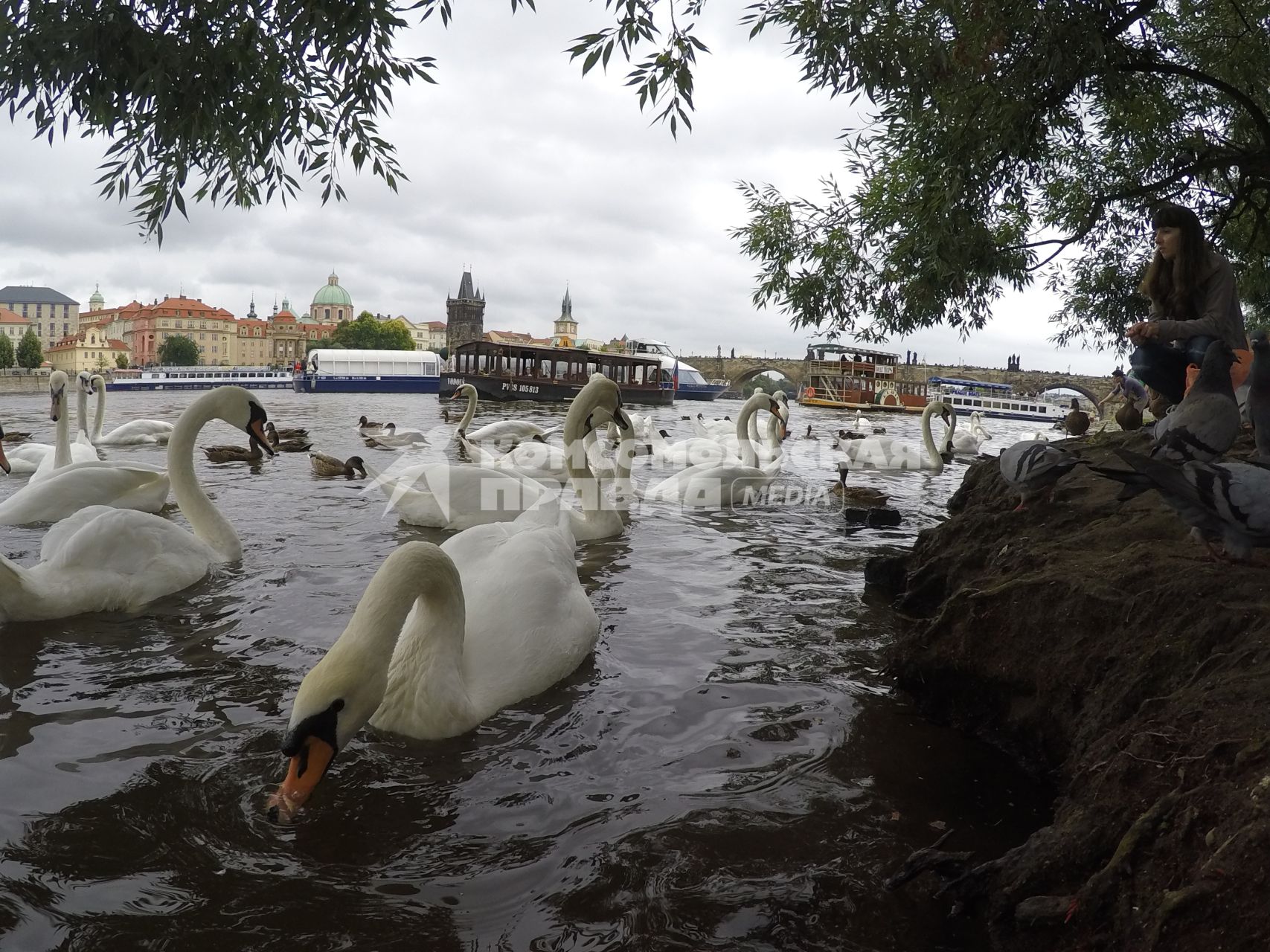 Чехия, Прага. Белые лебеди в реке Влтава.