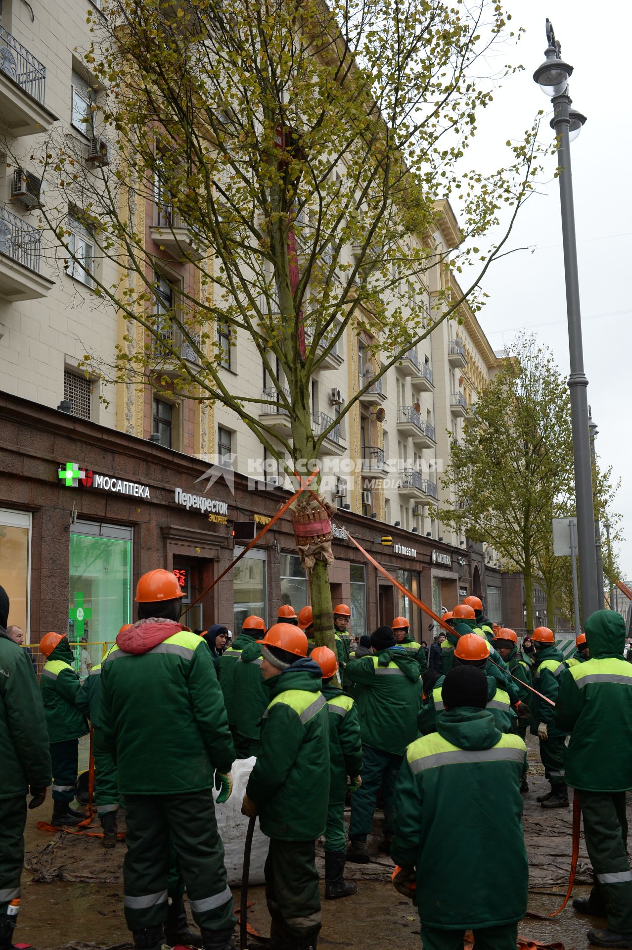 Москва. Высадка лип на Тверской улице.