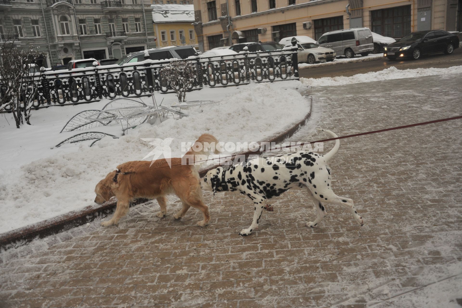 Москва.  Собаки гуляют на  Чистопрудном бульваре.