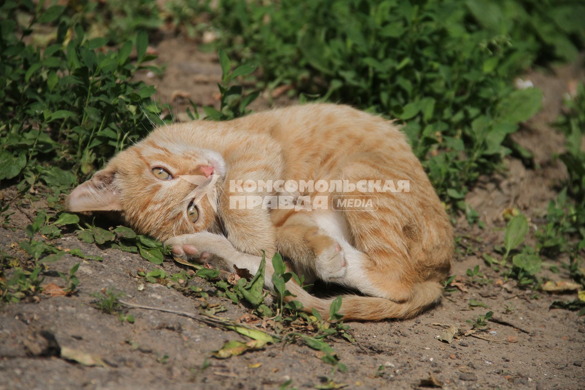 Нижний Новгород. Котенок играет на траве.