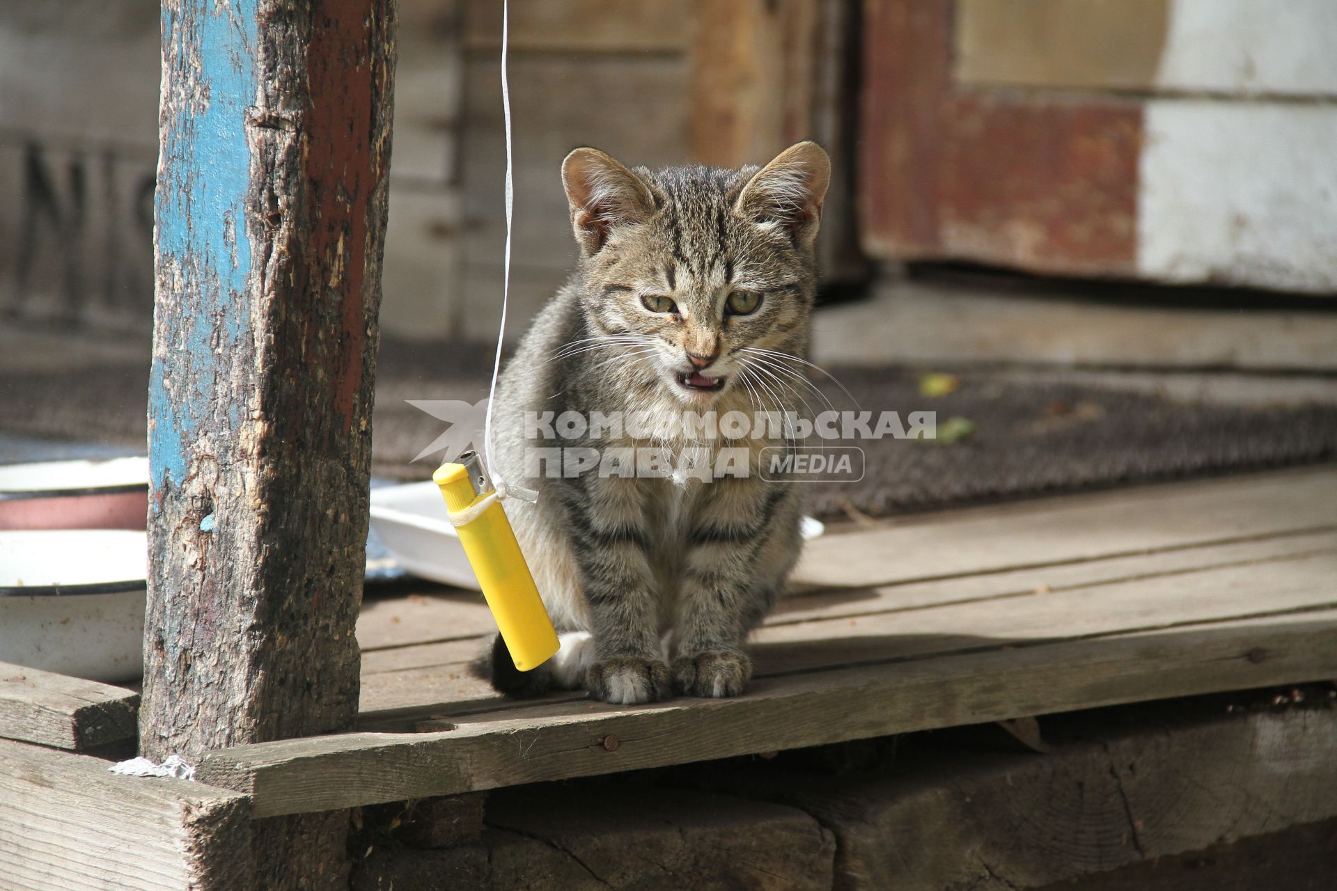 Нижний Новгород. Котенок на крыльце.