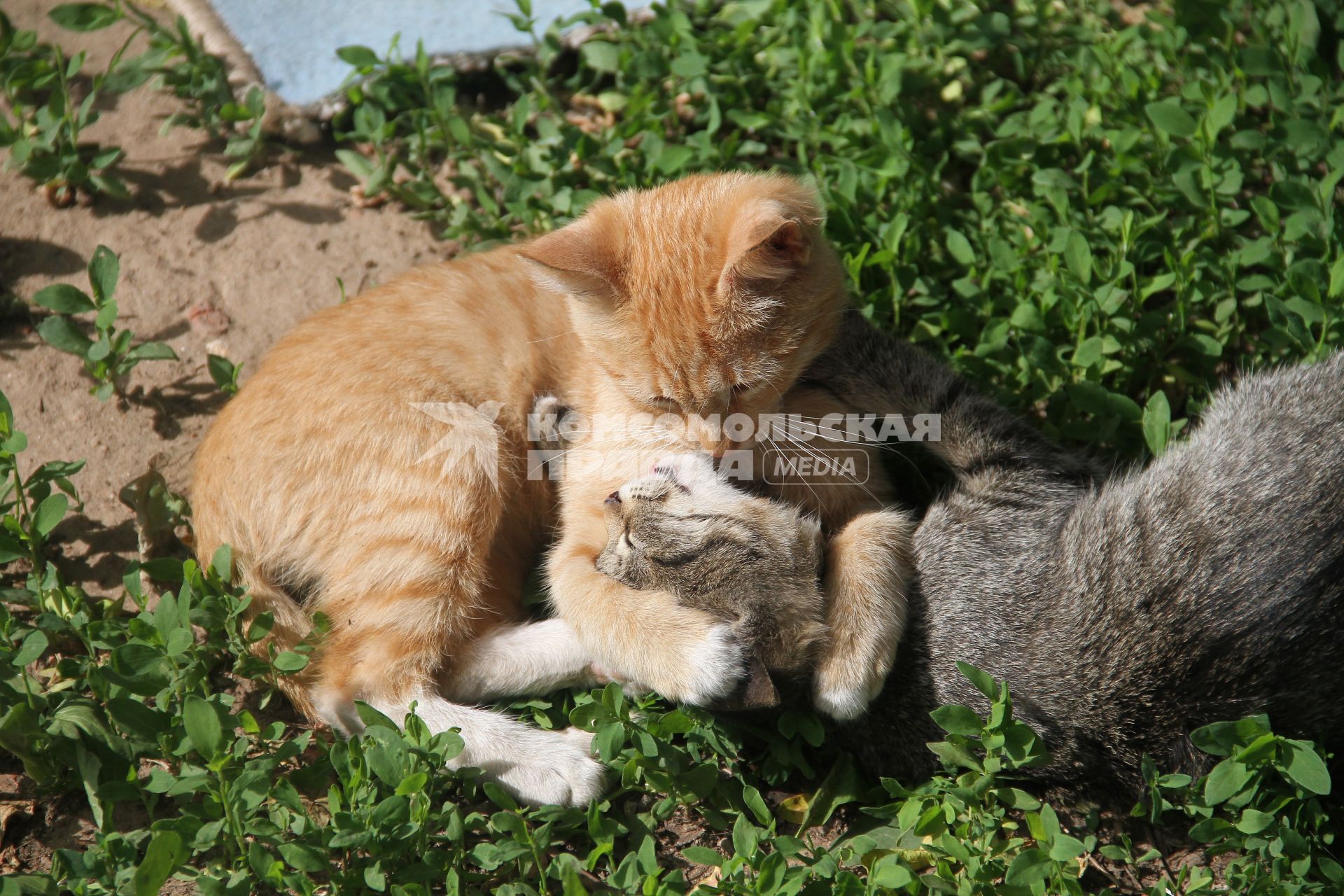 Нижний Новгород. Котята играют на траве.