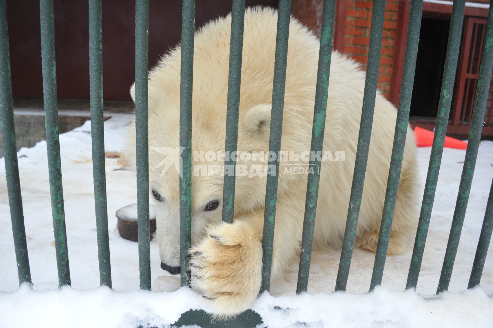 Московская область, п. Сычево. Белый медвежонок  по кличке  Ника  в Центре воспроизводства редких видов животных Московского зоопарка.