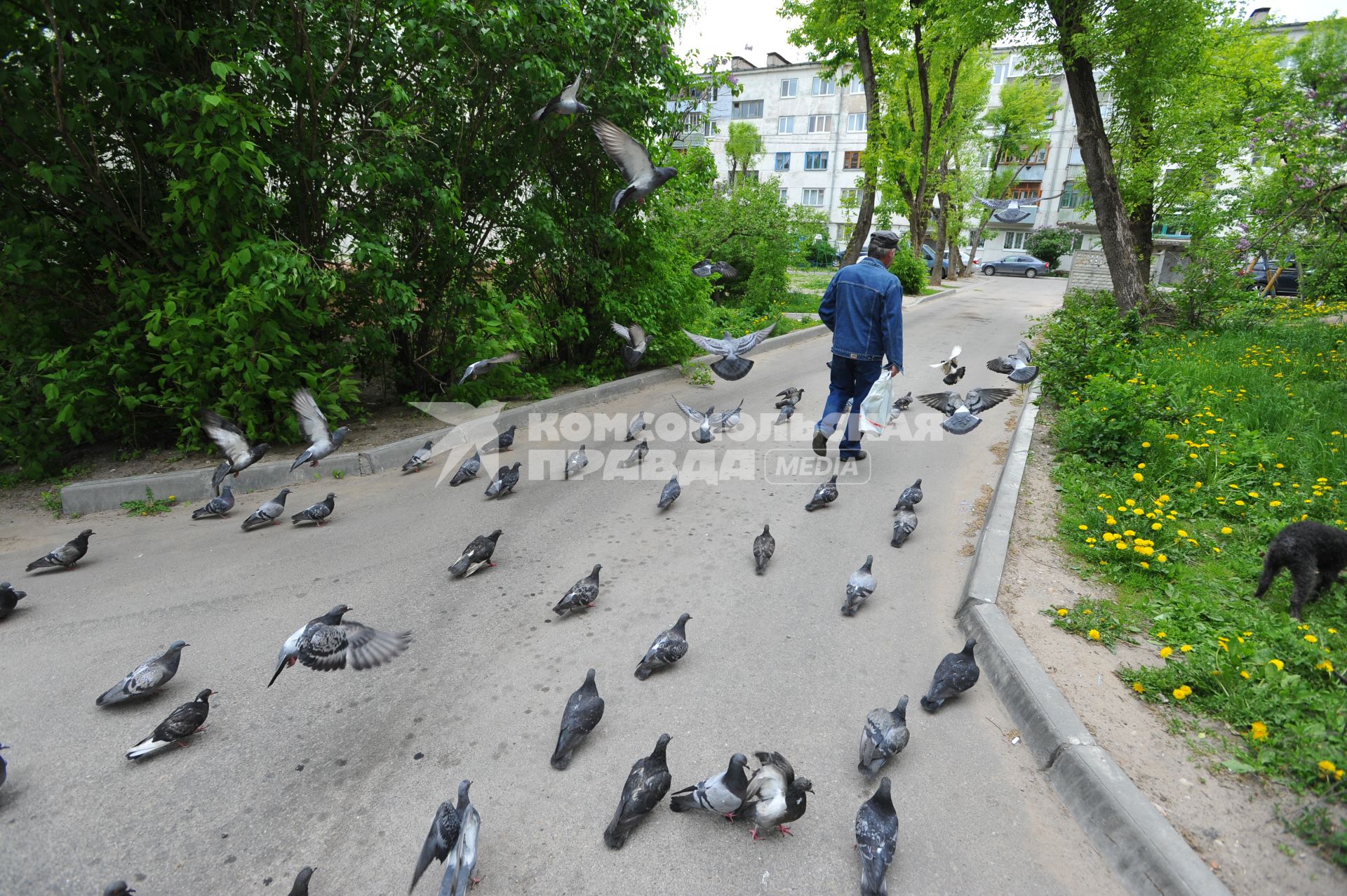 Калуга.   Голуби на одной из улиц города.