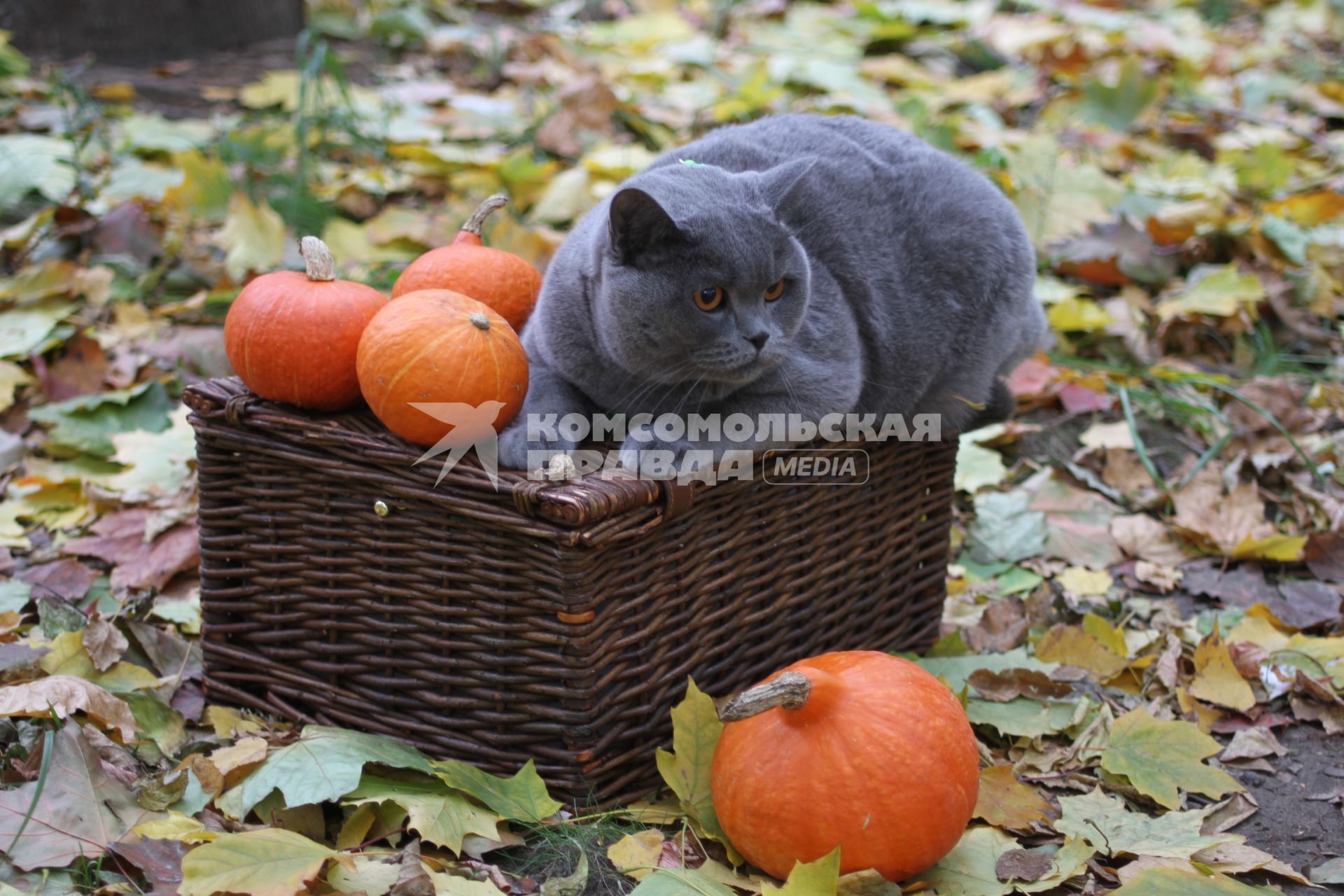 Казань. Кот британской короткошерстной породы  сидит в корзине с тыквами.