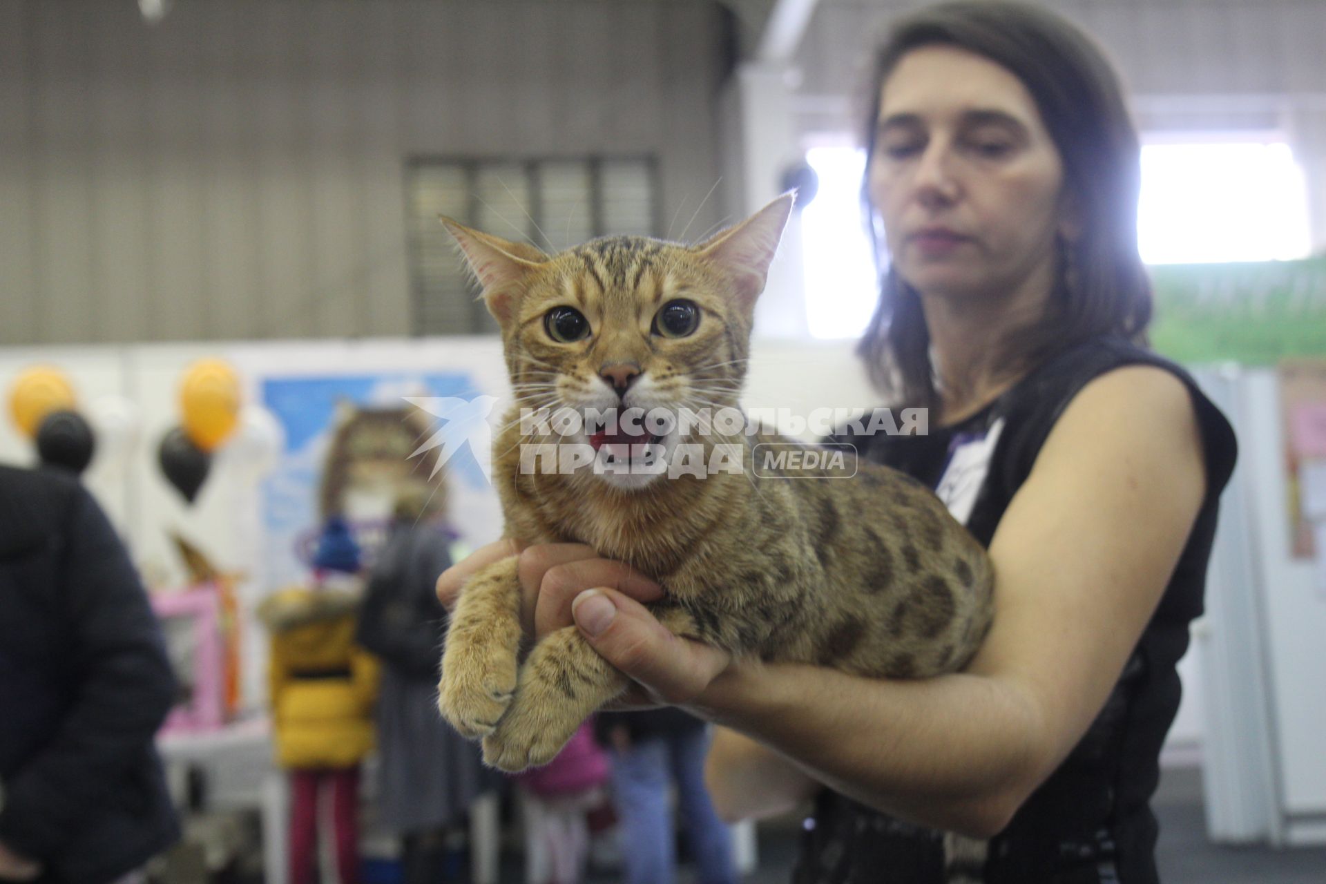 Иркутск.    Кошка бенгальской породы на выставке кошек.