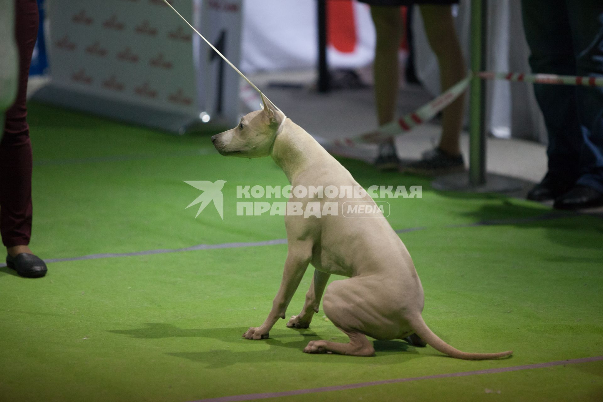 Ставрополь.   На Международной выставке собак.