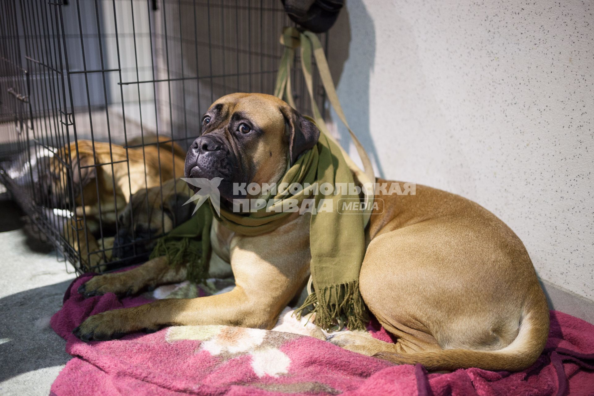 Ставрополь.   Собака породы бульмастиф на Международной выставке собак.