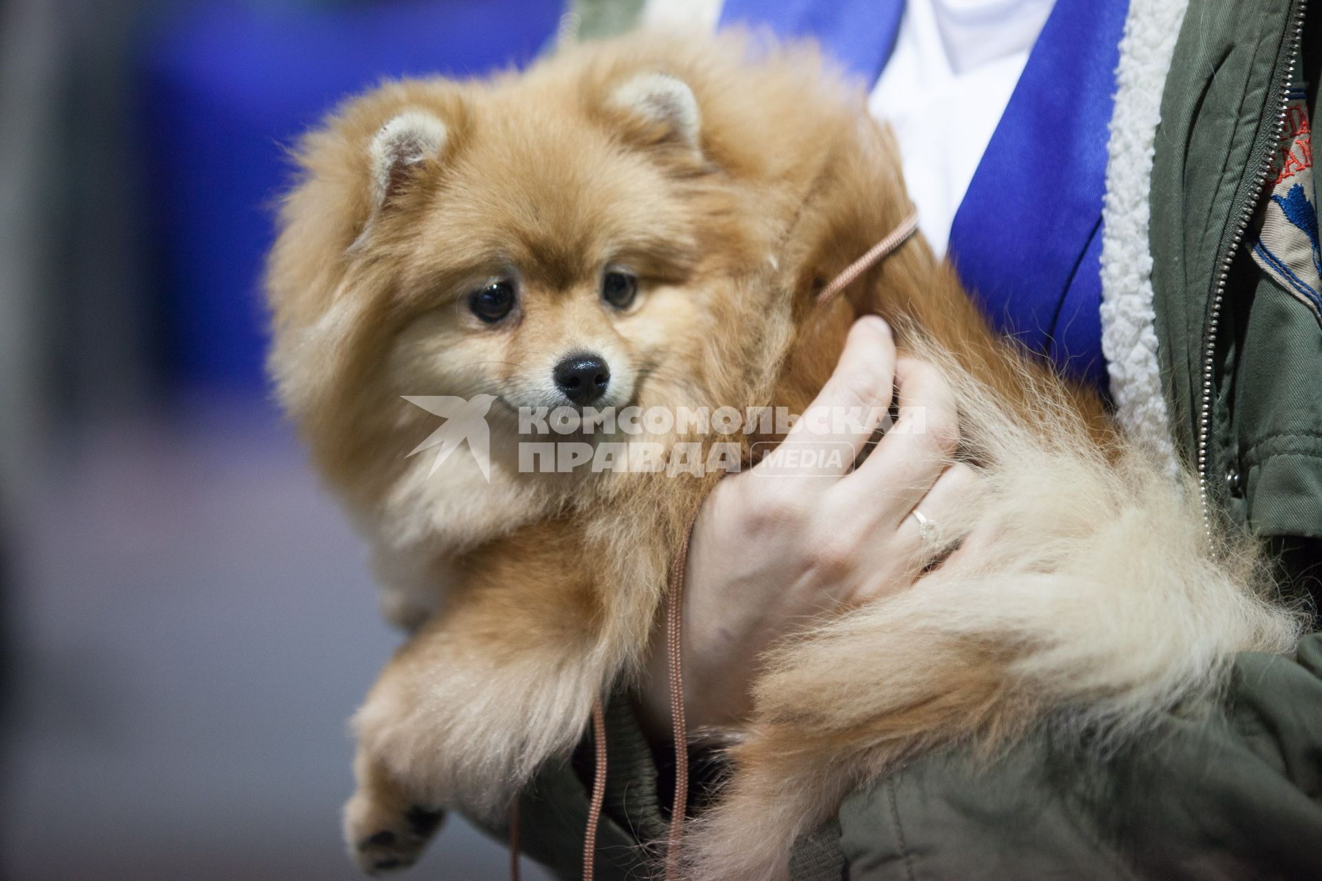 Ставрополь.  Собака породы шпиц на Международной выставке собак.