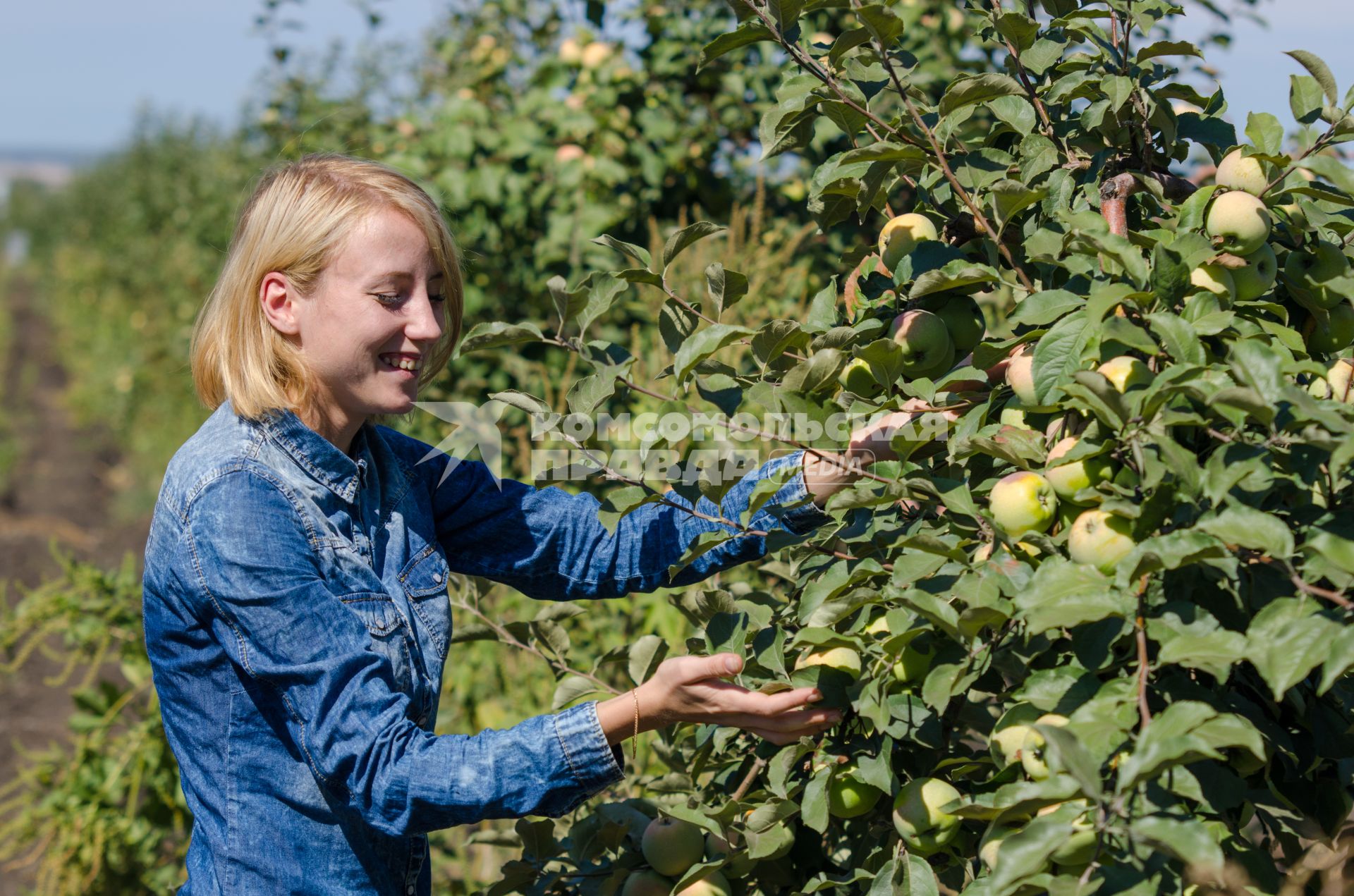 Самарская область. Девушка собирает яблоки.