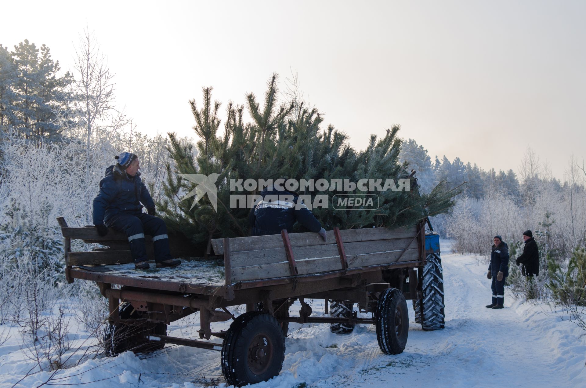 Самара.  Заготовка елок для новогодних праздников.