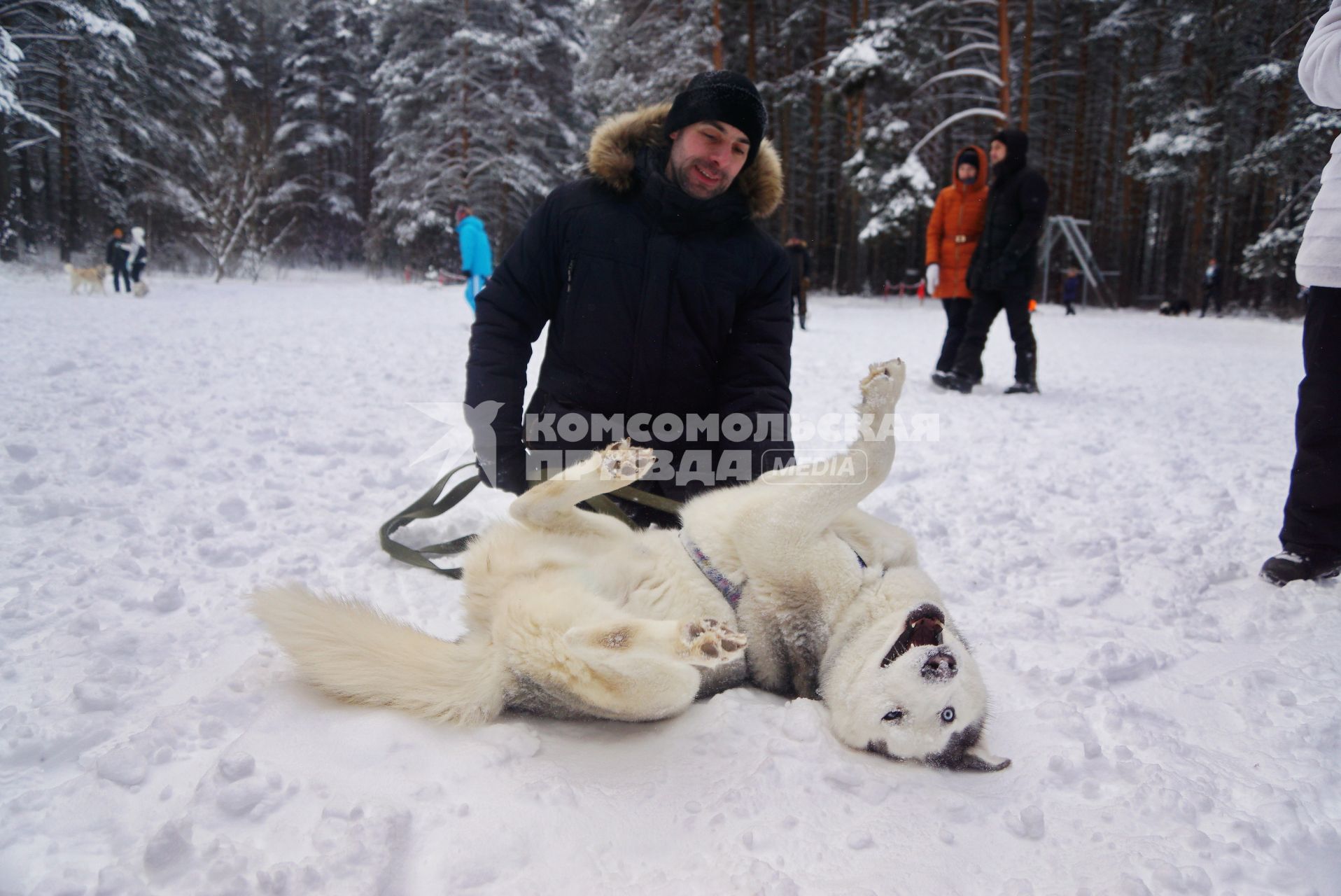 Екатеринбург. Собака породы Сибирский хаски перед началом гонки на собачьих упряжках