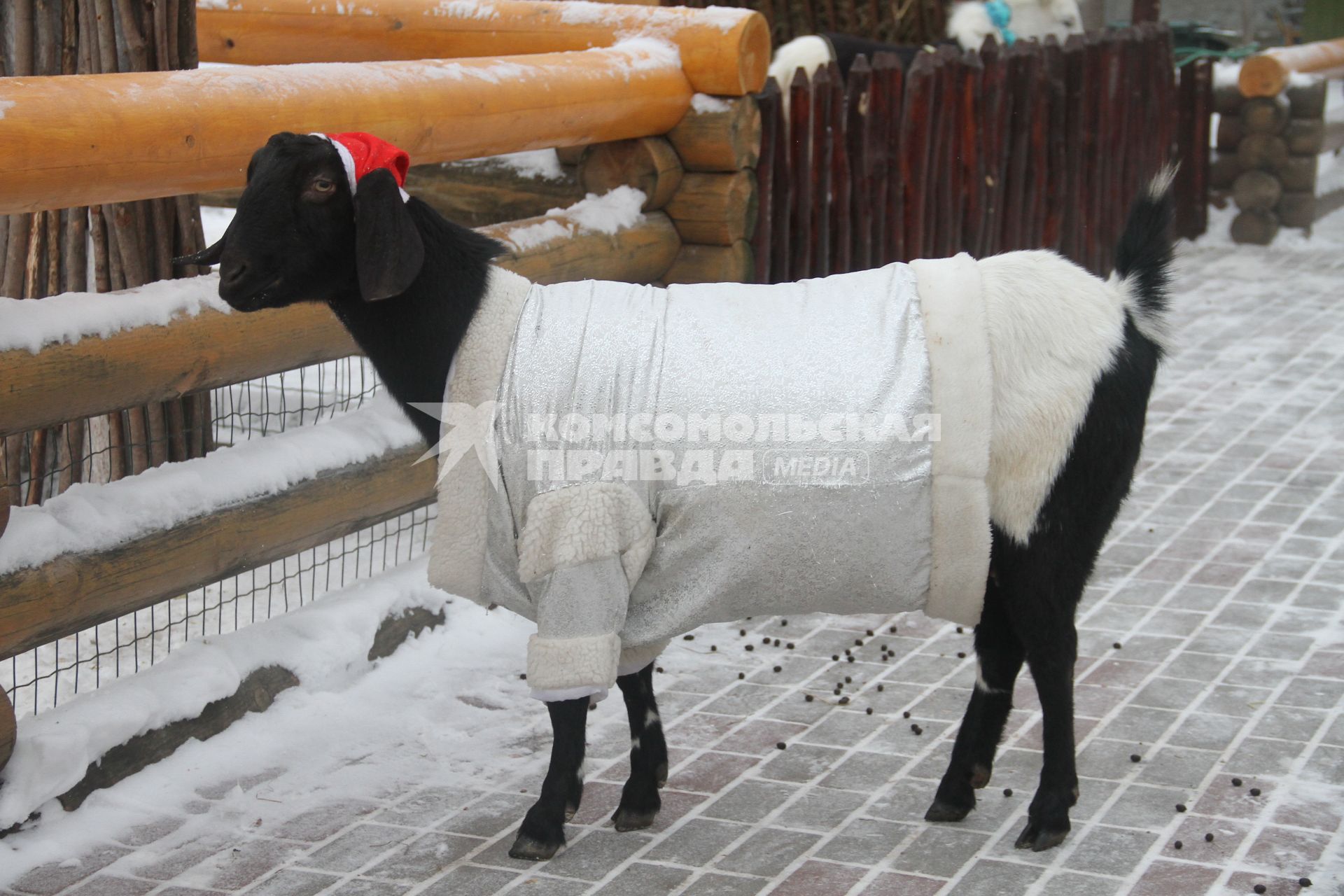 Нижний Новгород. Обитателей зоопарка `Лимпопо` нарядили в теплую одежду для защиты от мороза.