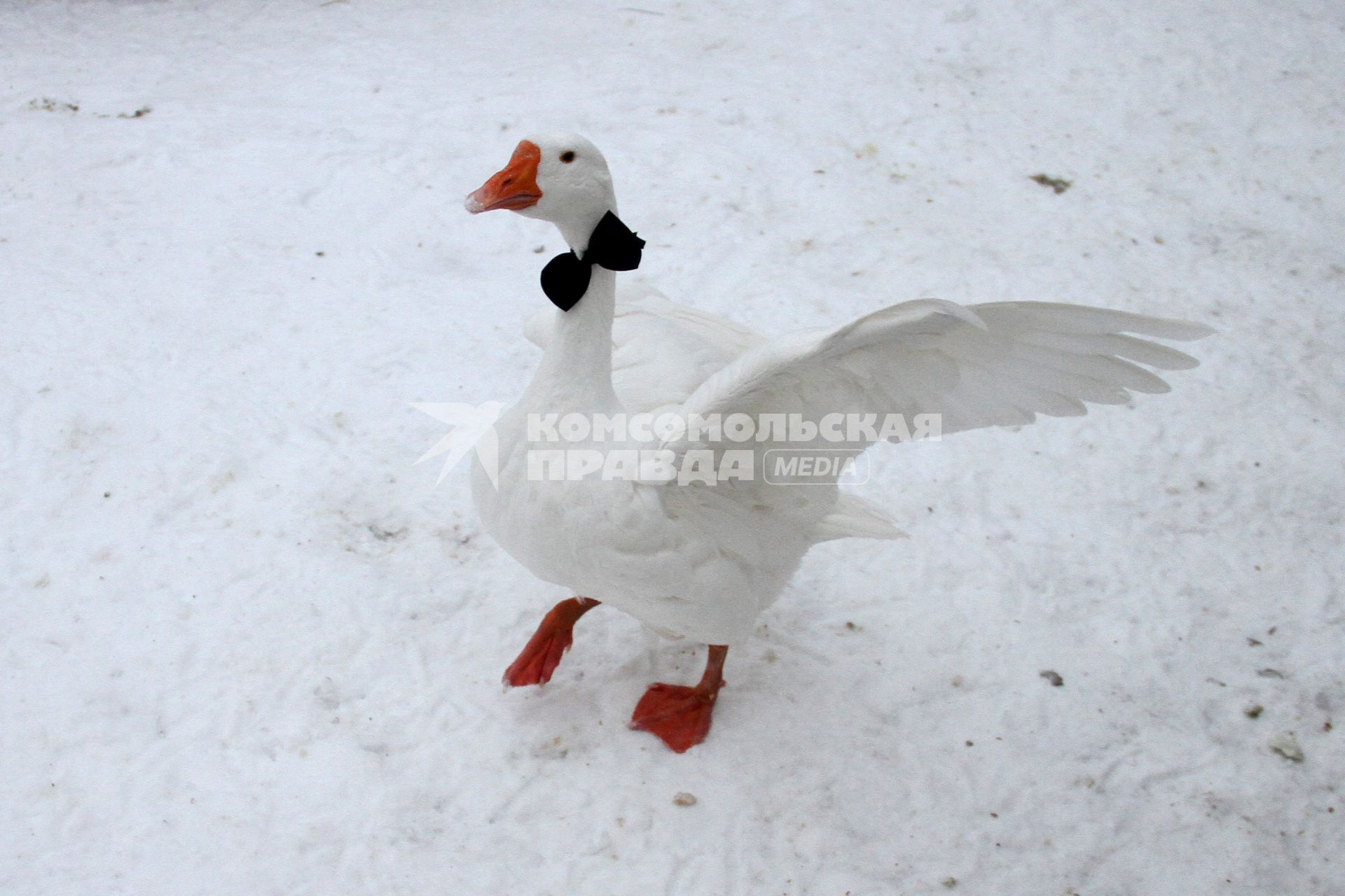 Нижний Новгород. Гусь с галстуком-бабочка на шее в зоопарке `Лимпопо`.