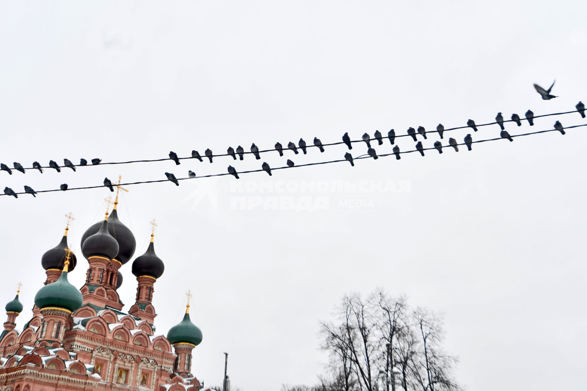 Москва. Храм Троицы  Живоначальной в Останкино и голуби на проводах.