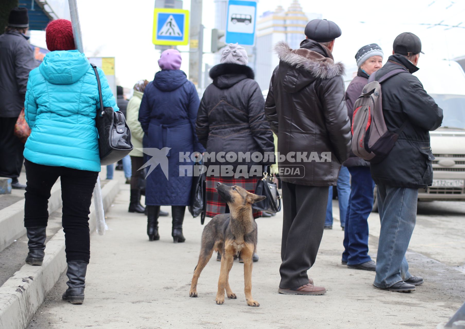 Челябинск. Бездомная собака  на одной из улиц города.