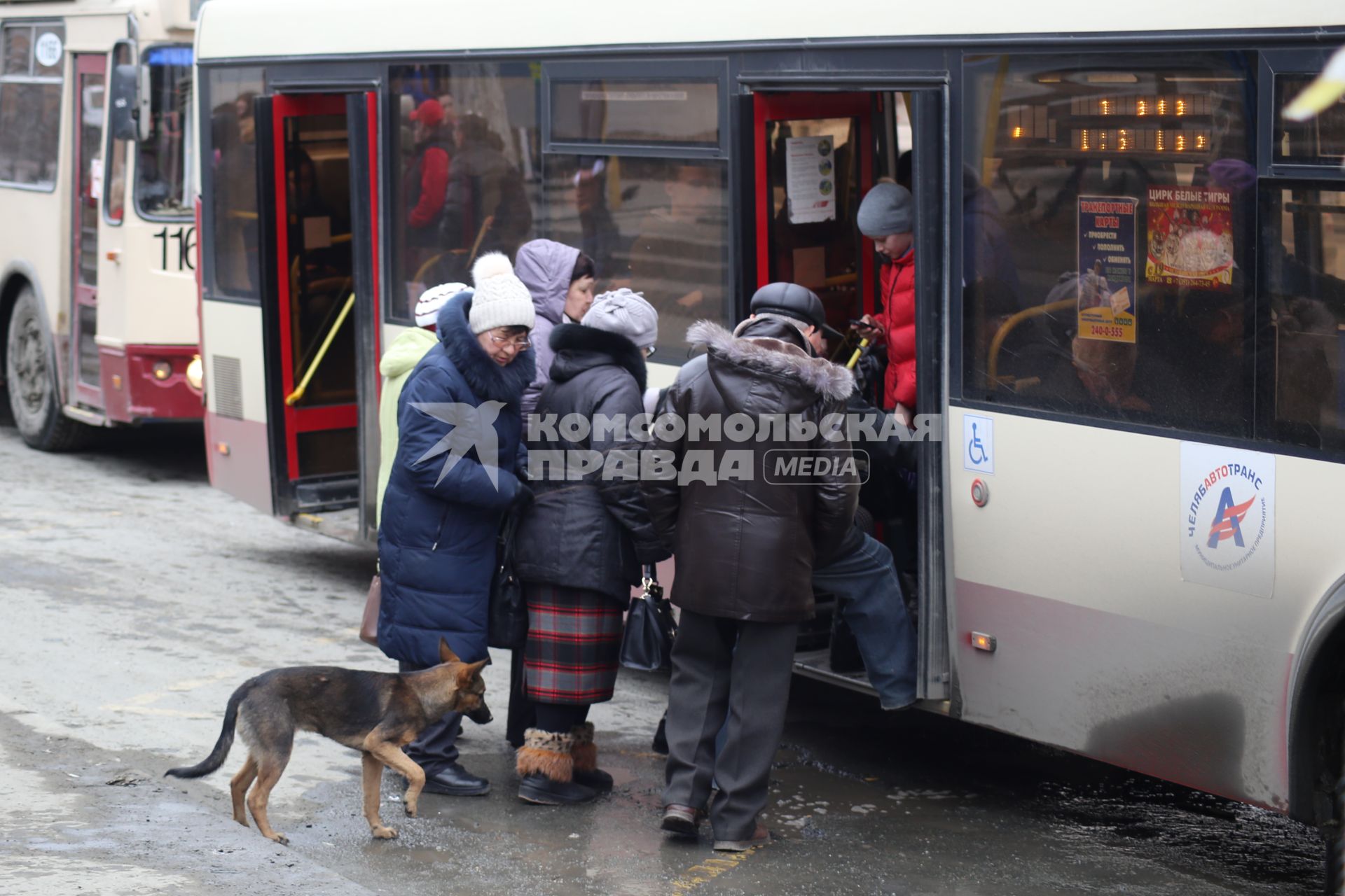 Челябинск. Бездомная собака  на одной из улиц города.