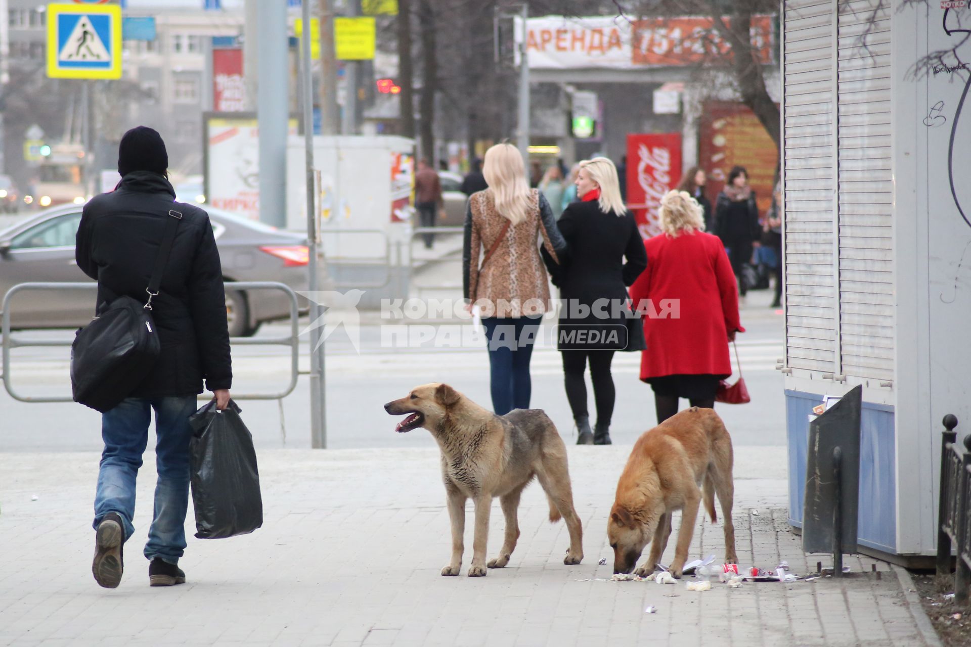 Челябинск. Бездомные собаки  на одной из улиц города.