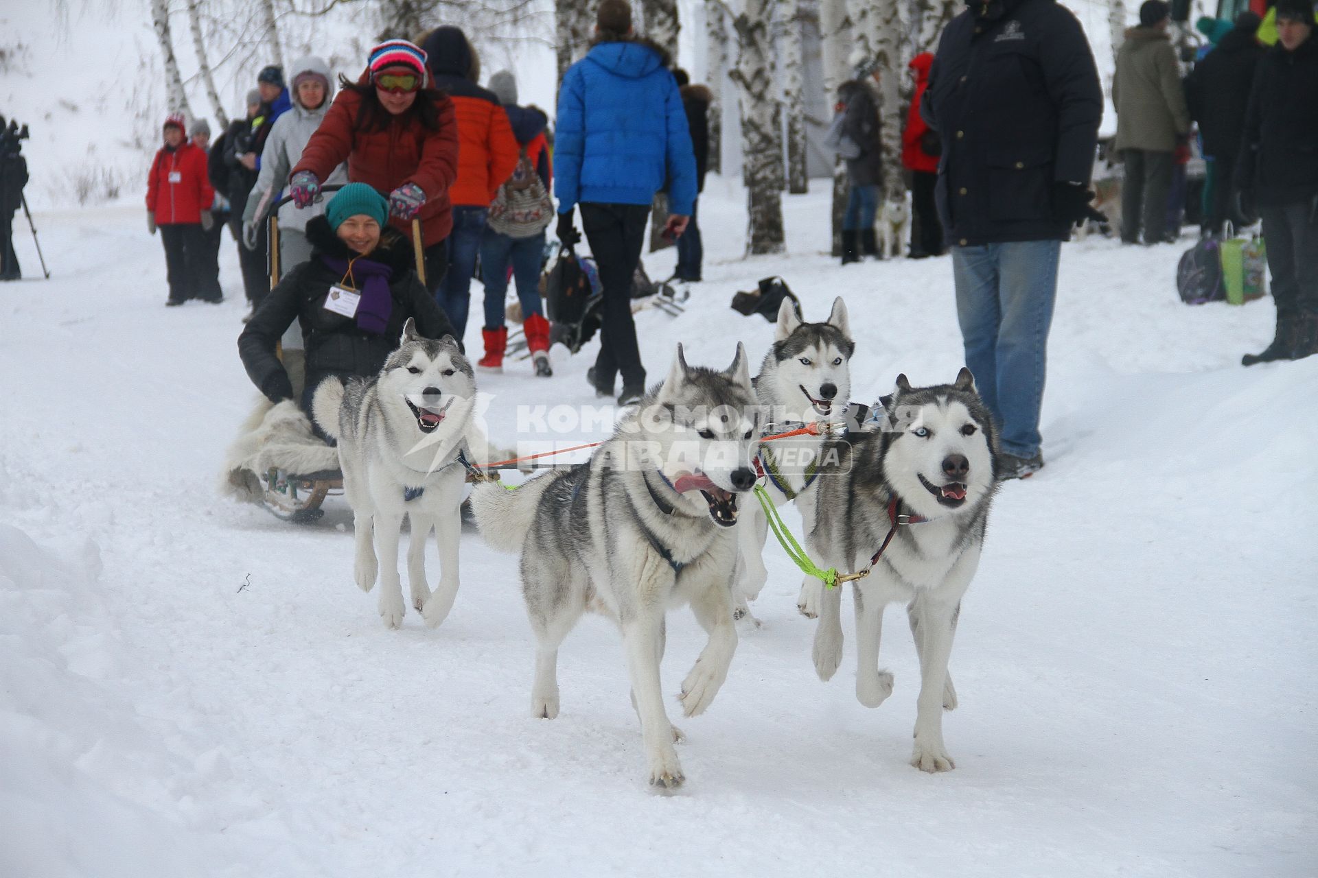 Нижний Новгород. Собаки породы хаски катают посетителей  горнолыжной базы `Терраски-Парк`.