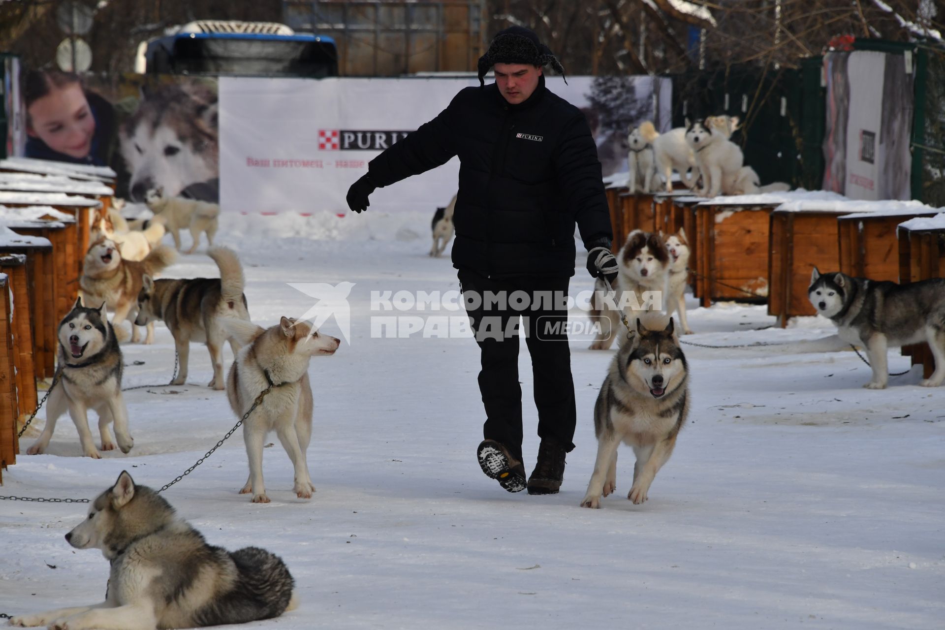 Москва.  Молодой человек  с собакой породы хаски в парке `Сокольники` , где проходит  реабилитационно-образовательная программа `По пути с хаски`.