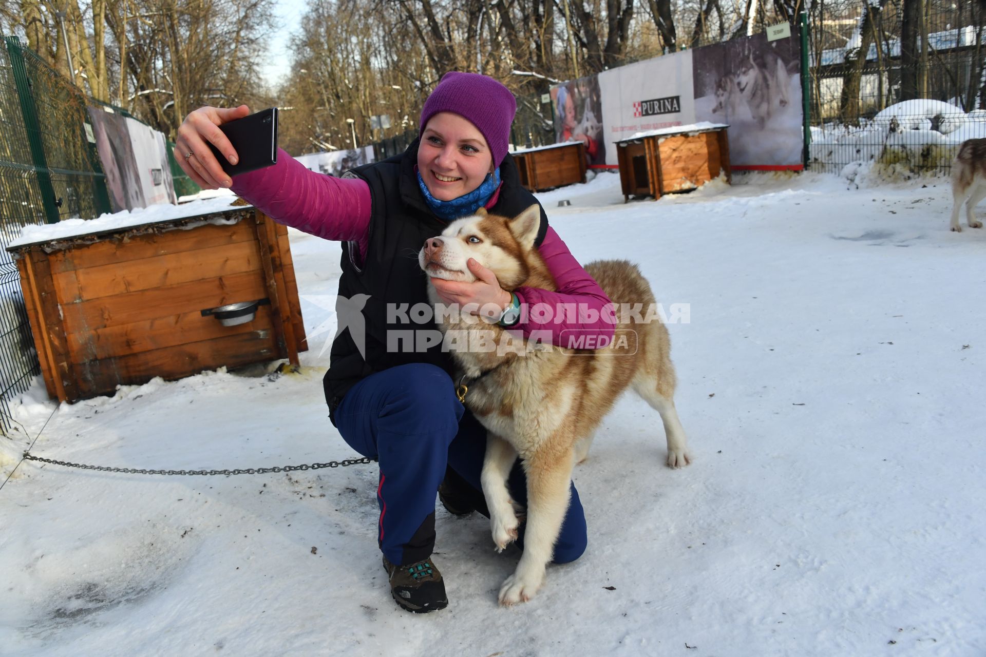 Москва. Девушка фотографируется  с собакой породы хаски в парке `Сокольники` , где проходит  реабилитационно-образовательная программа `По пути с хаски`.