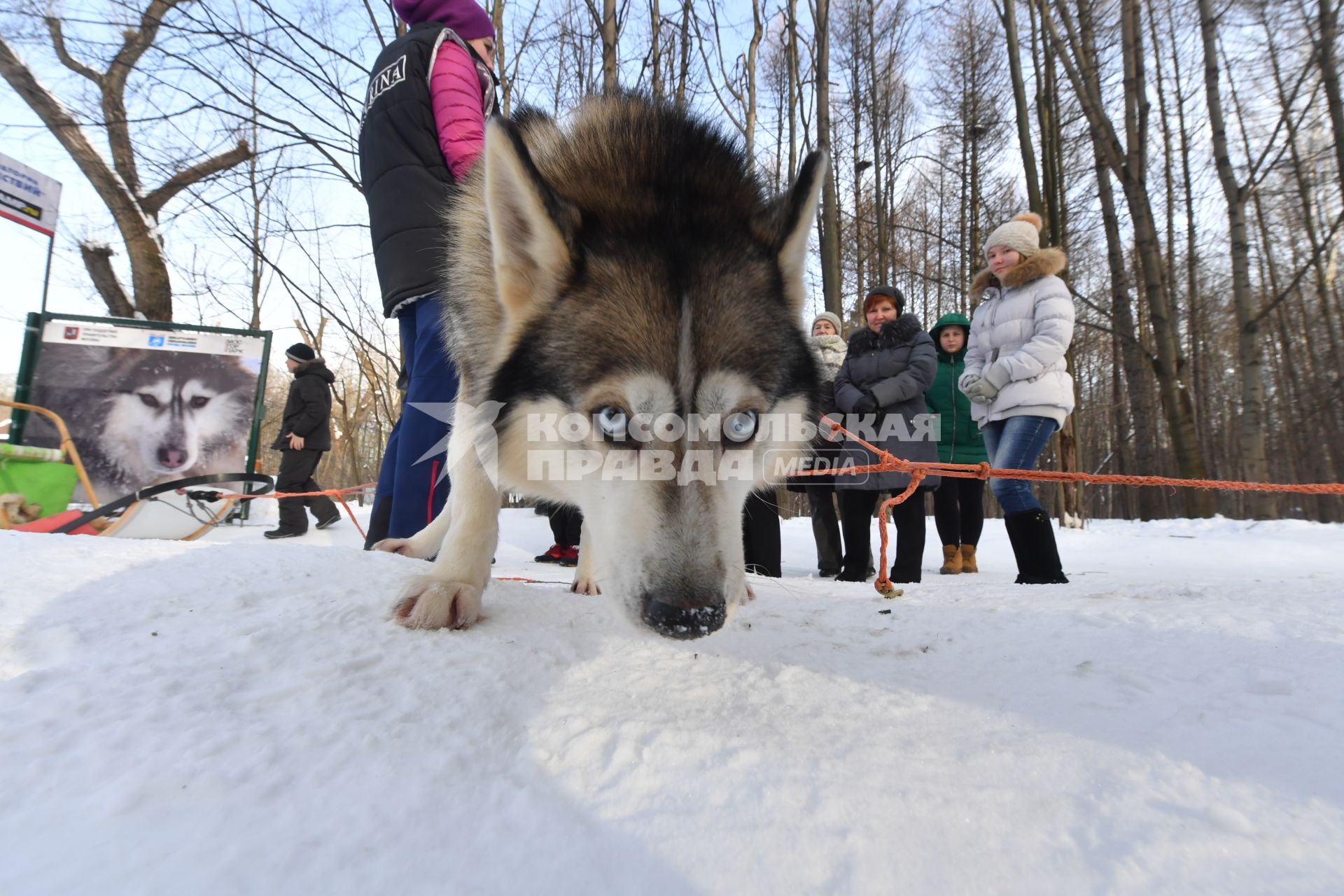 Москва.  Собака породы хаски в парке `Сокольники` , где проходит  реабилитационно-образовательная программа `По пути с хаски`.