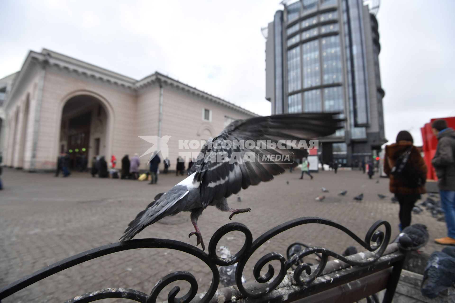 Москва.  Голуби возле станции метро `Парк Культуры`.