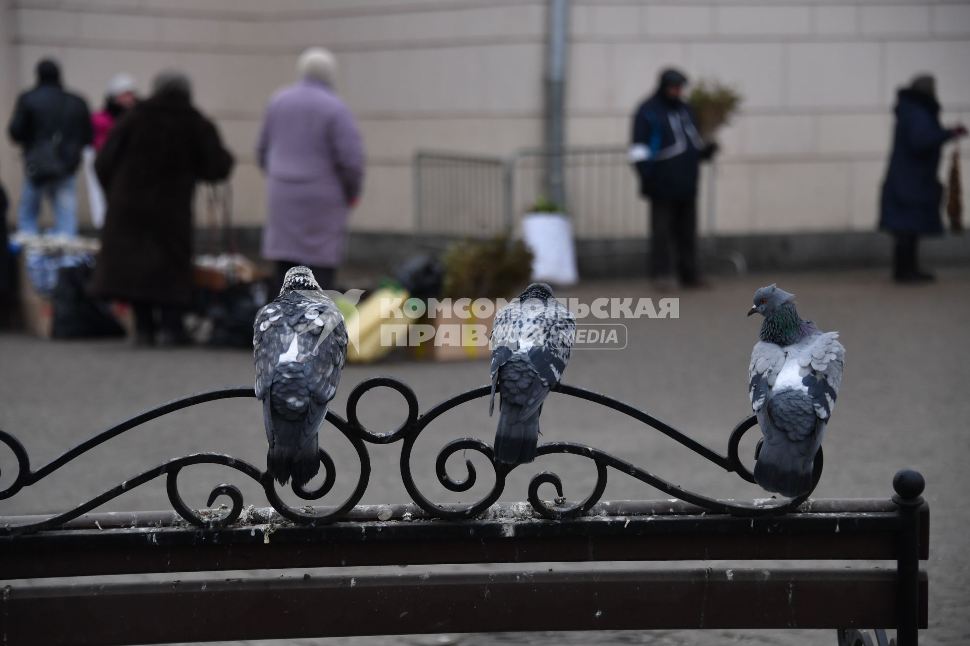 Москва.  Голуби возле станции метро `Парк Культуры`.