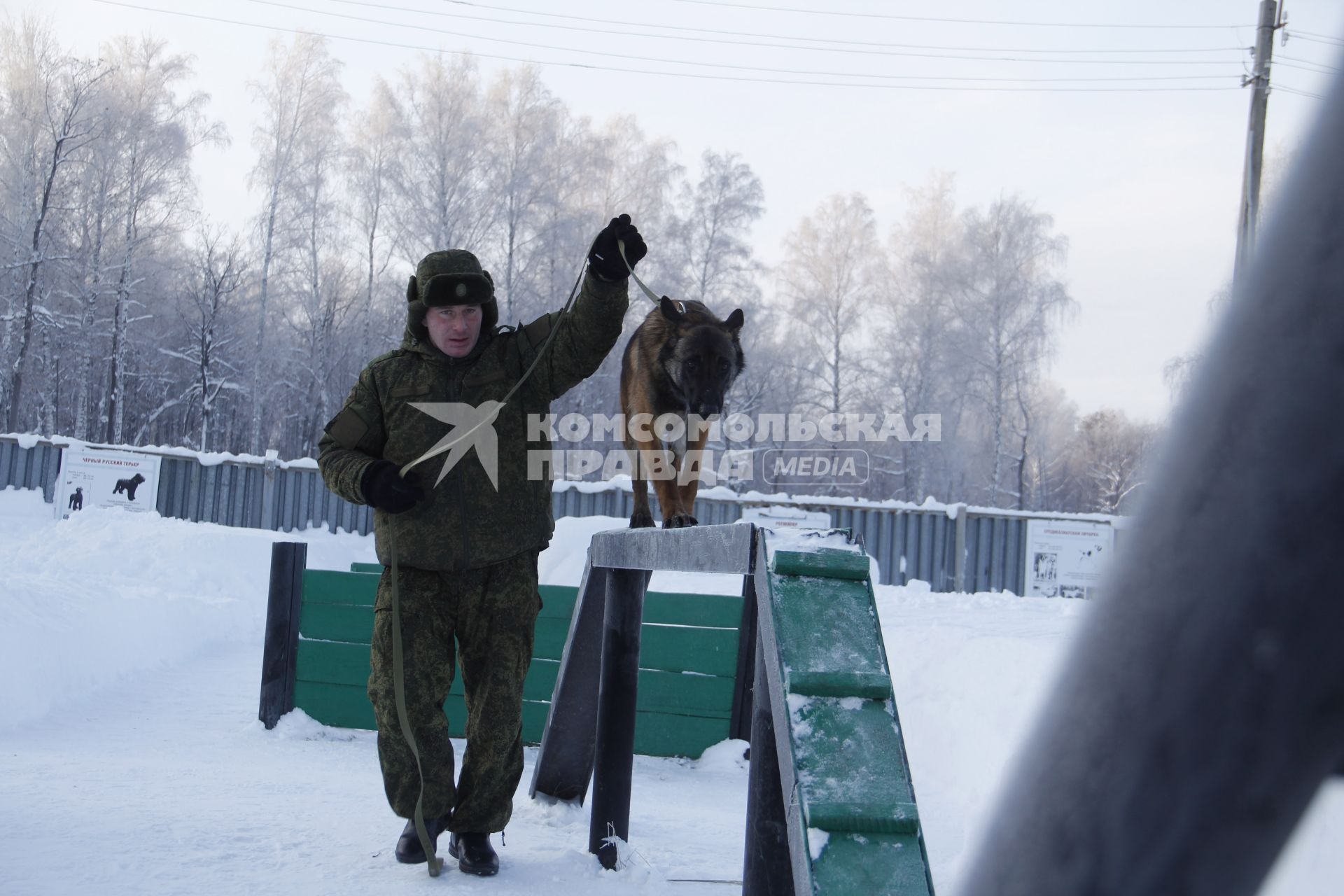 Башкирия. Служебная собака на военном полигоне Алкино-2 во время специальных учений ко Дню инженерных войск.