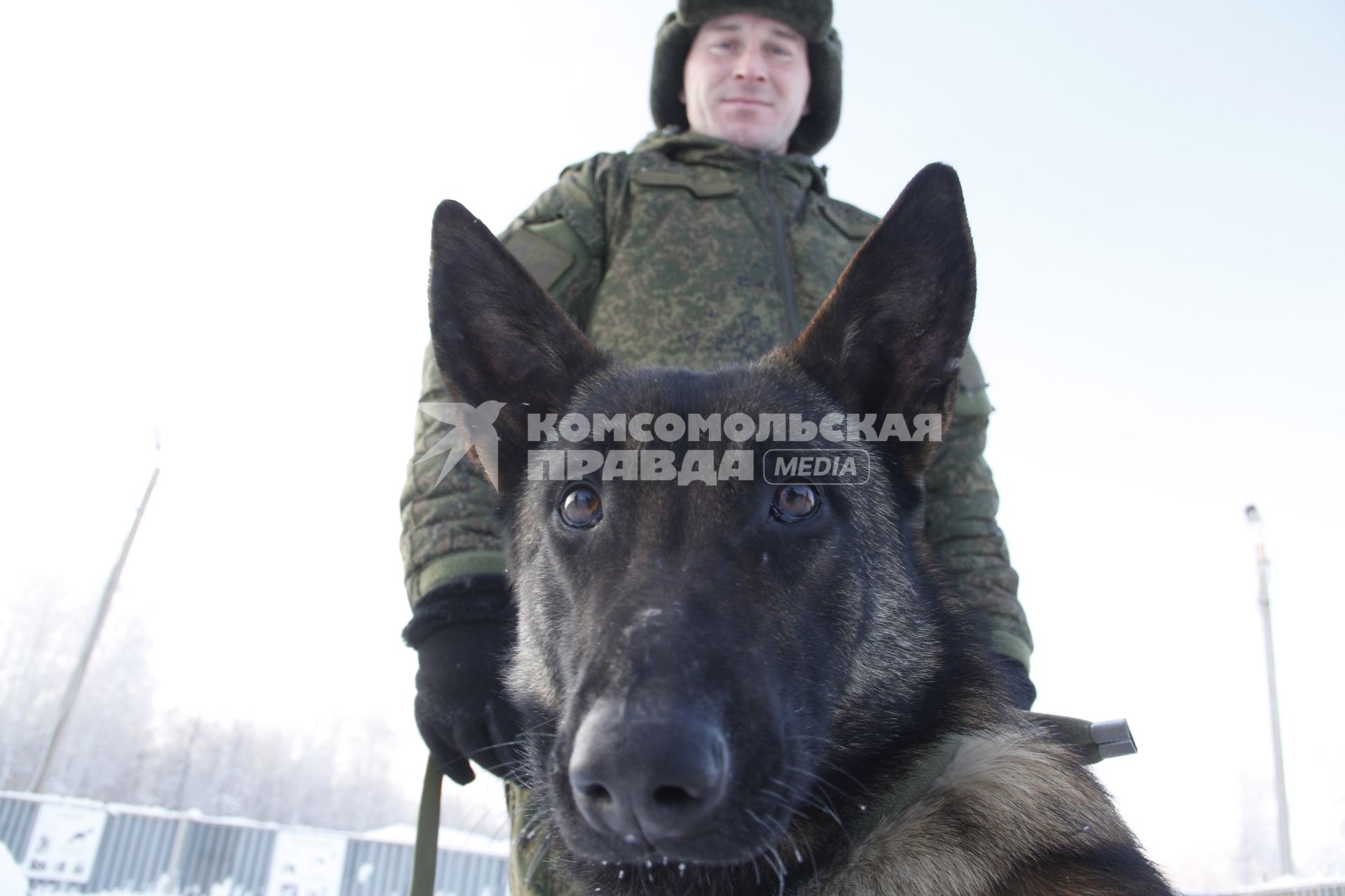 Башкирия. Служебная собака на военном полигоне Алкино-2 во время специальных учений ко Дню инженерных войск.