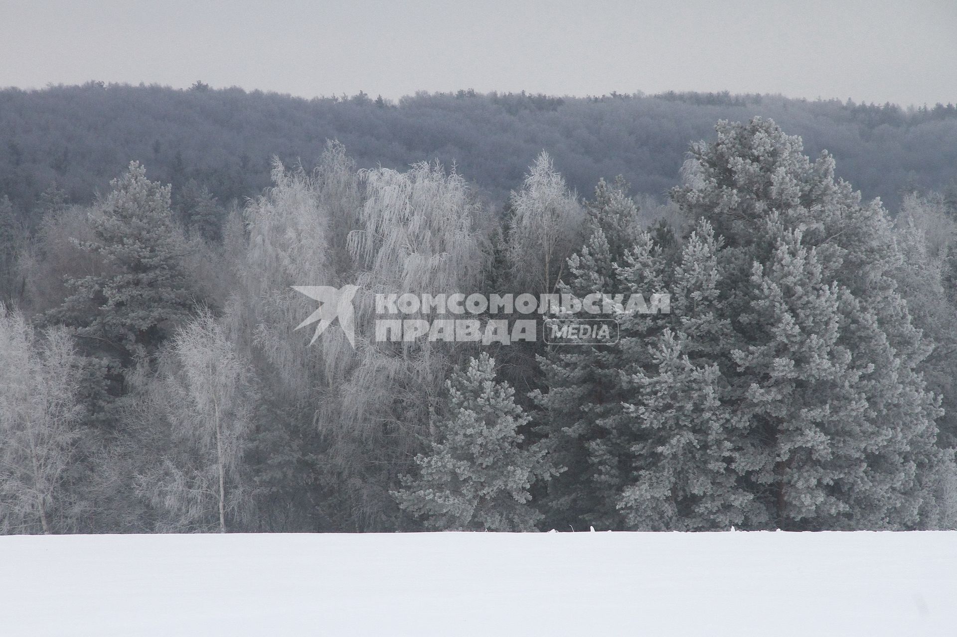 Нижегородская область.  Иней на деревьях.