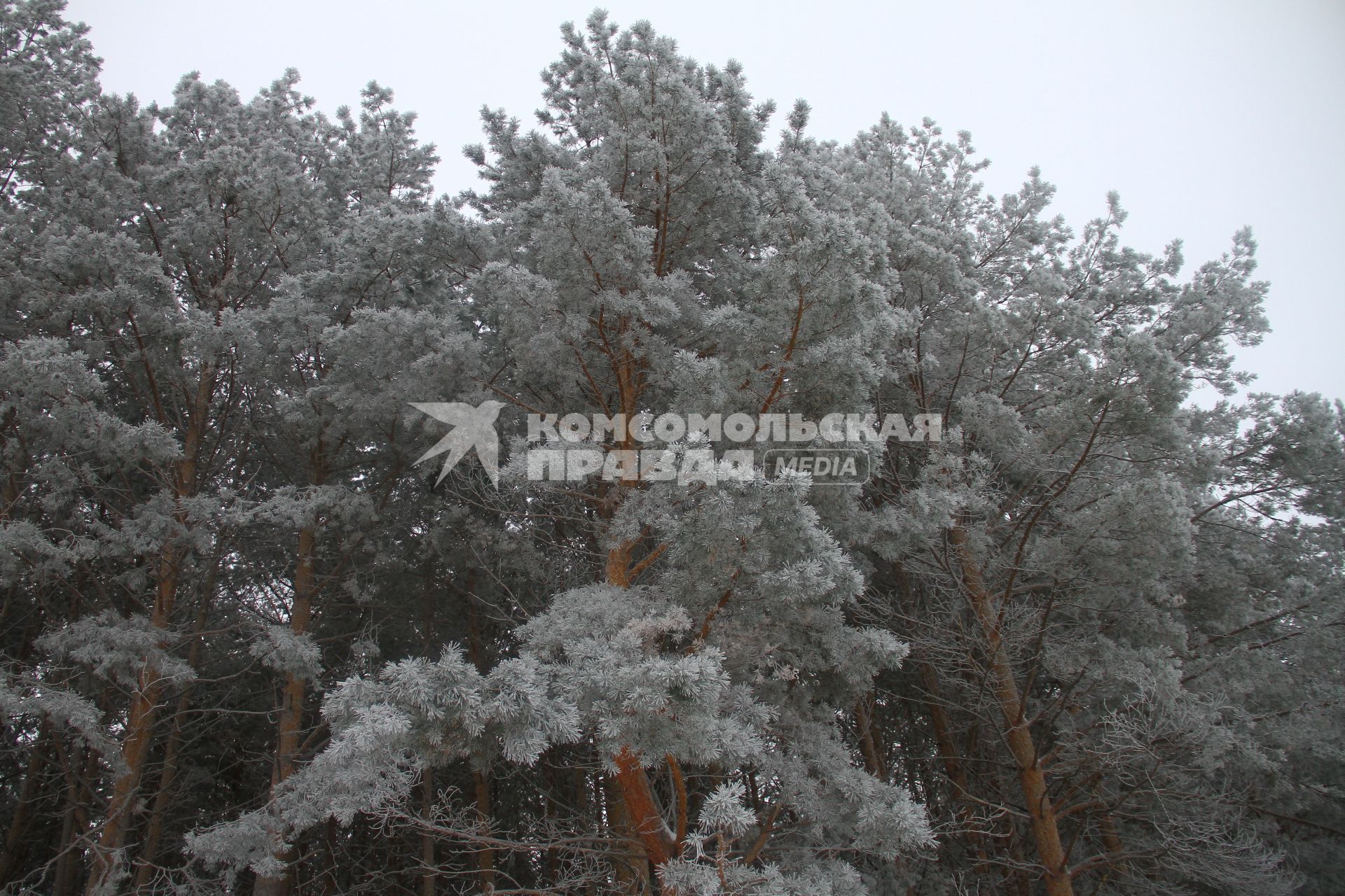 Нижегородская область.  Иней на деревьях.