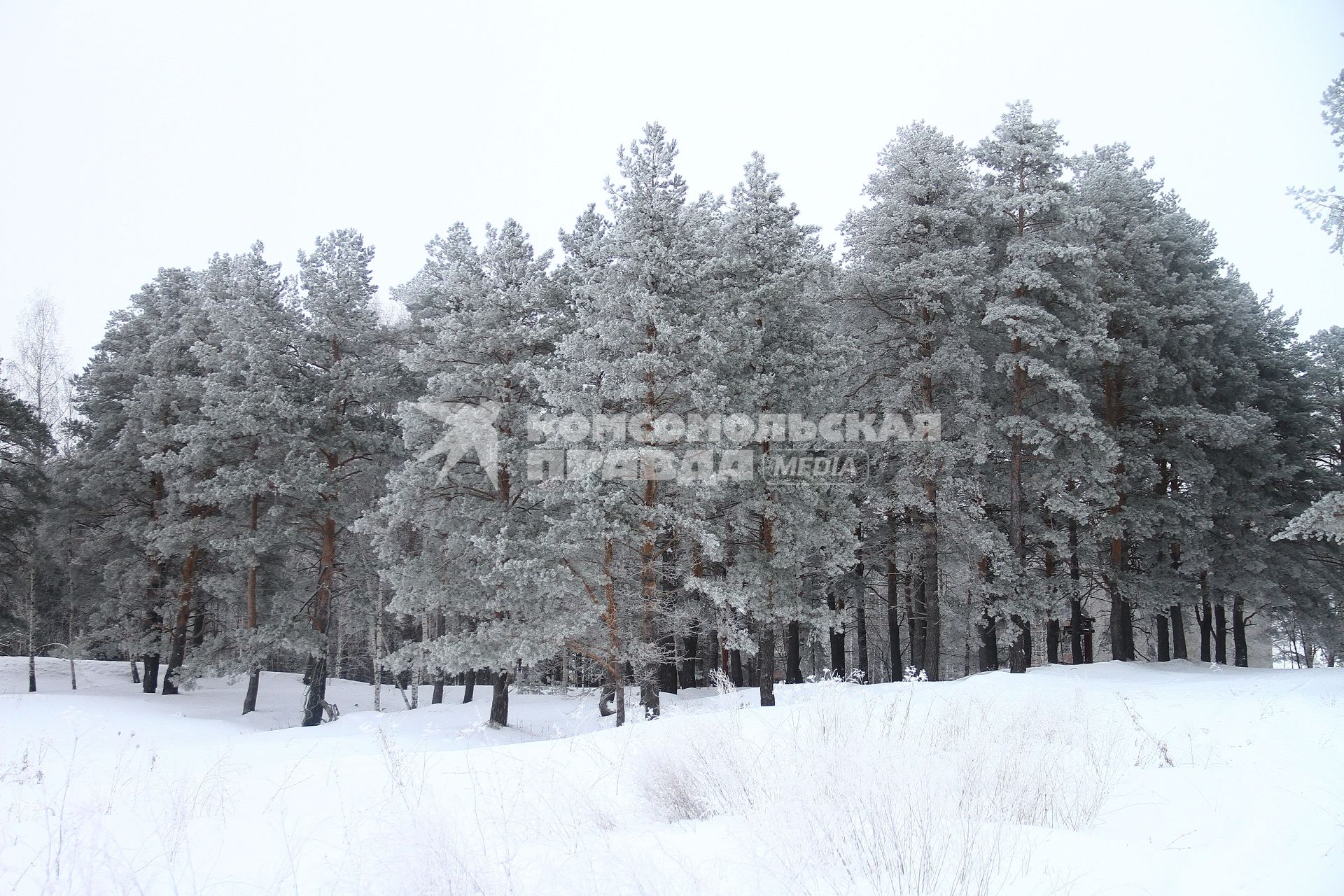 Нижегородская область.   Иней на деревьях.