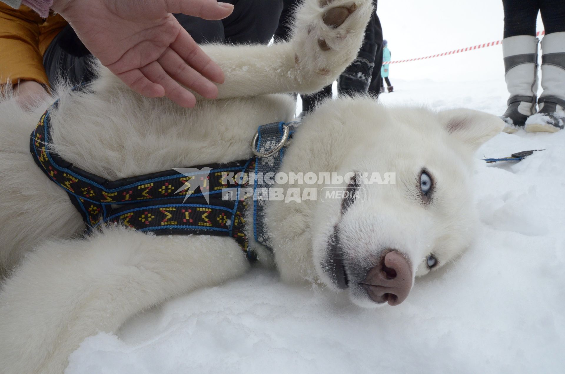 Тула. Собака породы хаски на соревнованиях `Большие гонки` на Куликовом поле.