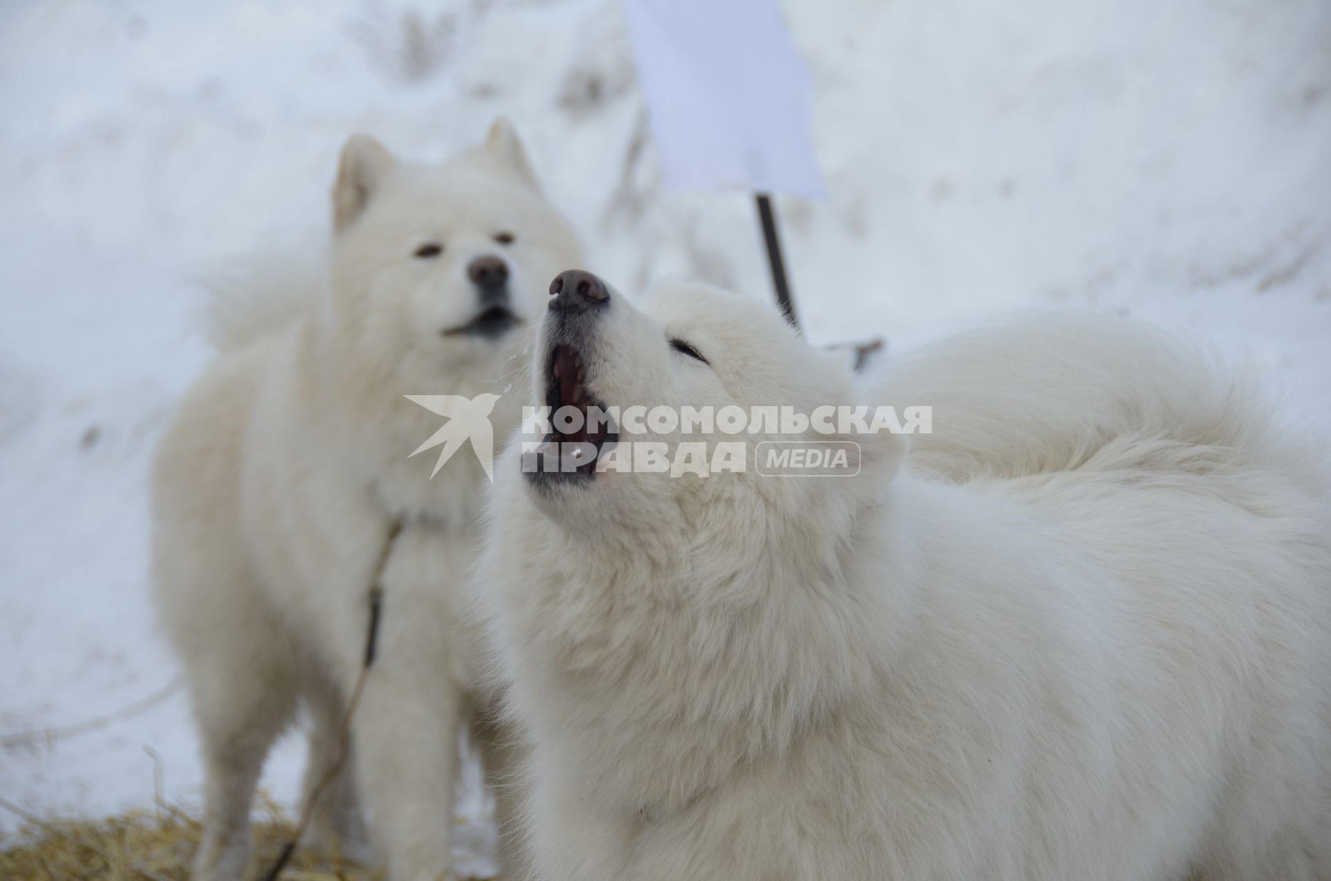 Тула. Собака породы  самоедские ездовые   во время соревнований  на собачьих упряжках  `Большие гонки` на Куликовом поле  2017.