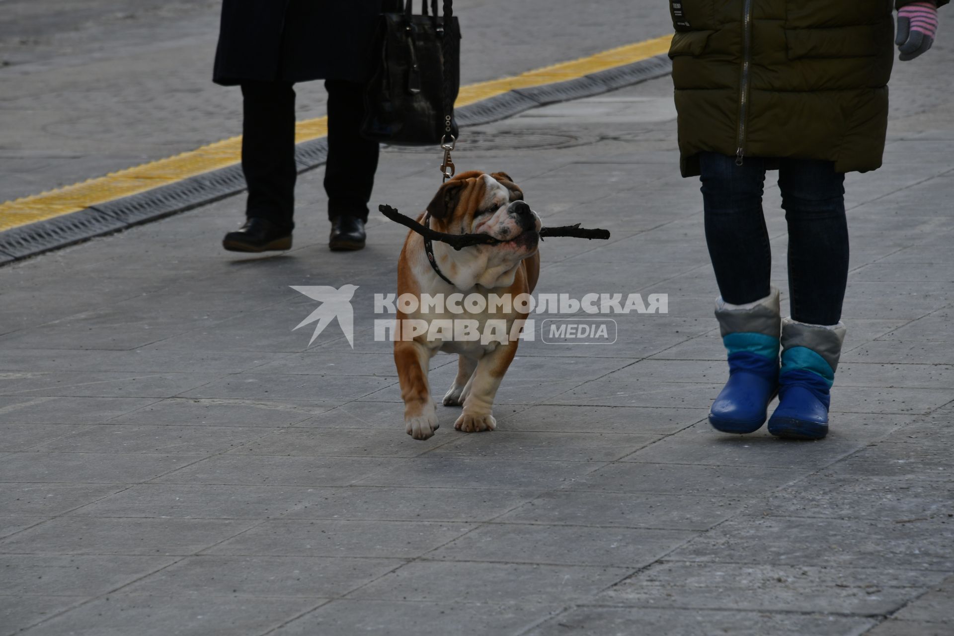 Москва.   Собака породы бульдог несет в зубах палку..