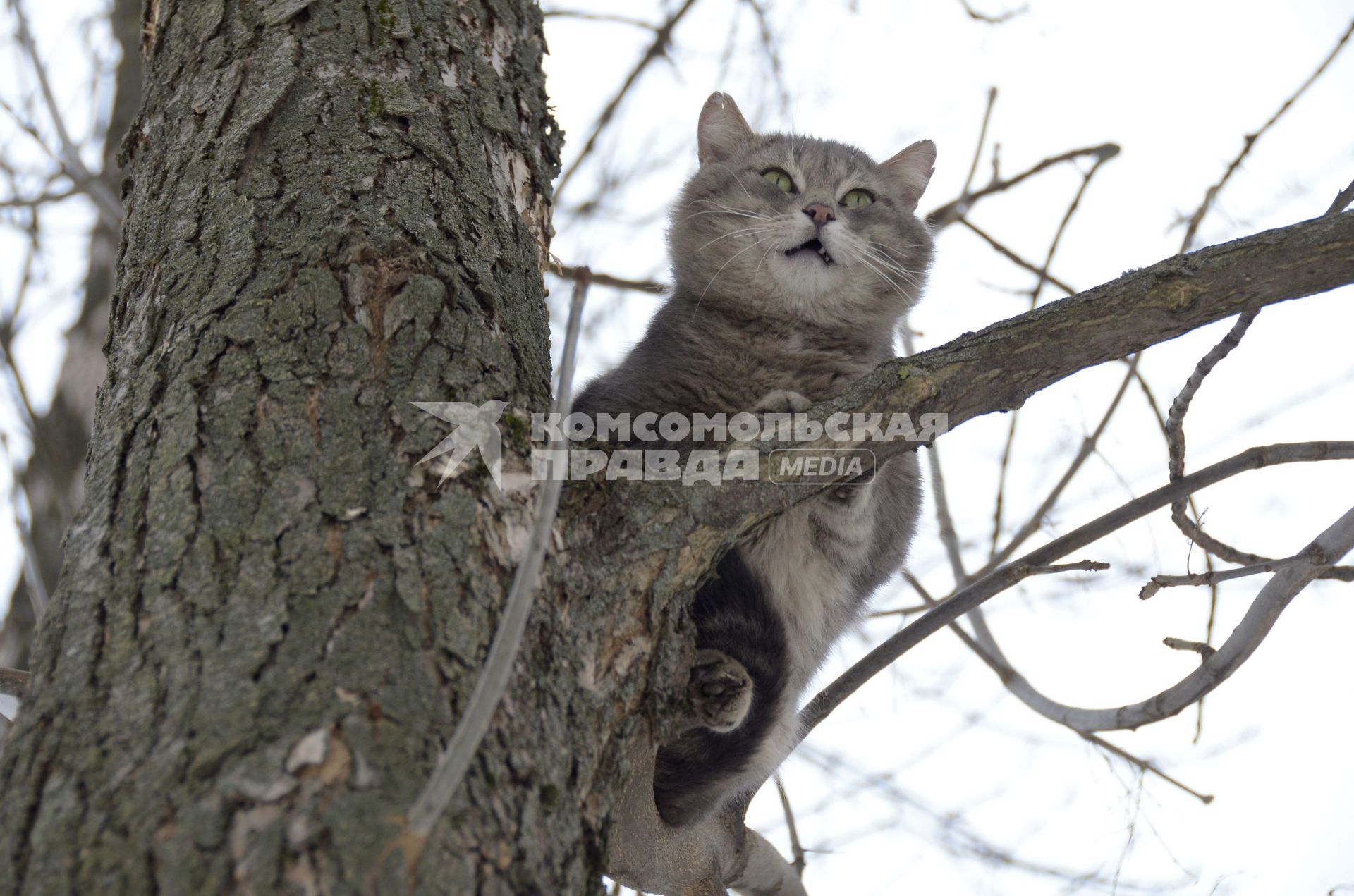 Тула. Кот на дереве.