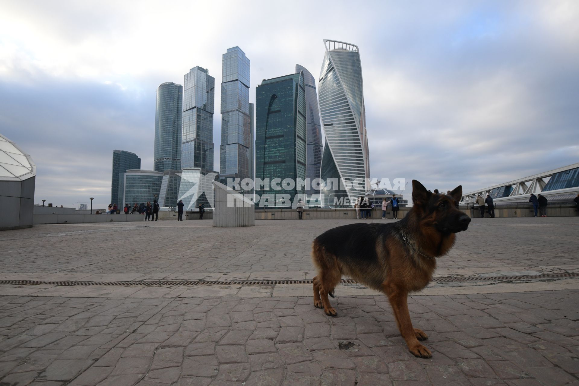 Москва.   Собака породы немецкая овчарка  на набережной Тараса Шевченко напротив Делового центра Москва-Сити..