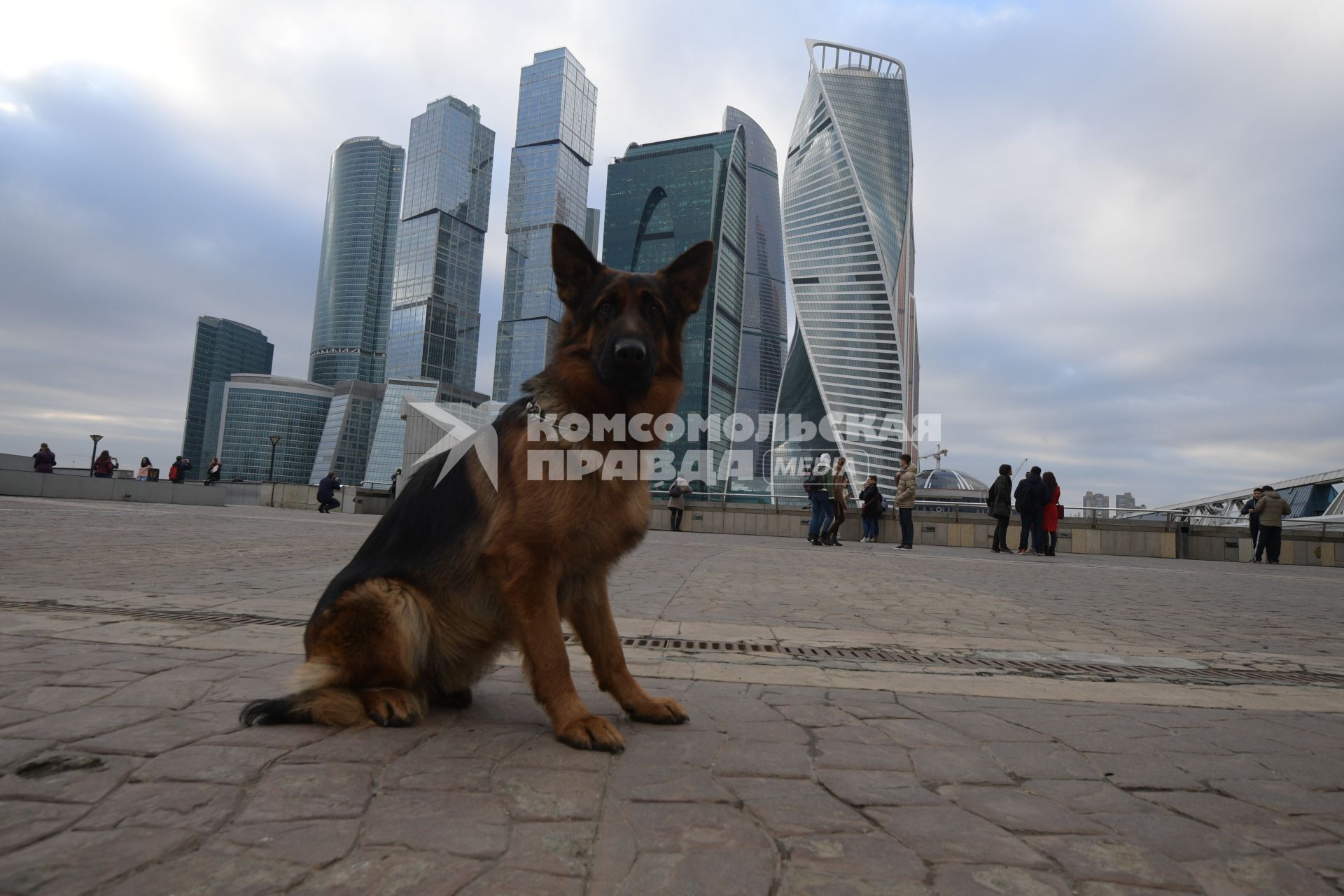 Москва.   Собака породы немецкая овчарка сидит  на набережной Тараса Шевченко напротив Делового центра Москва-Сити..