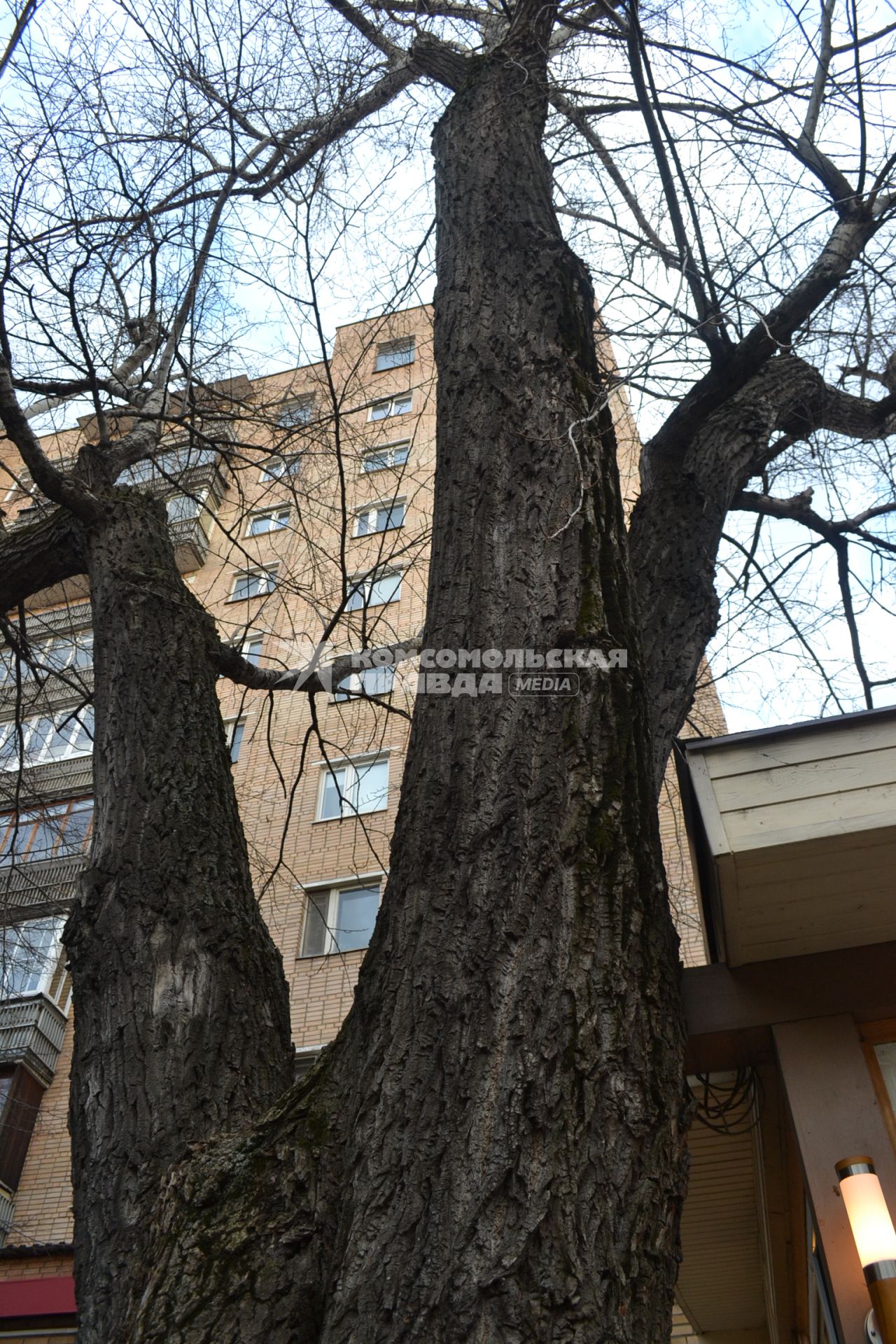 Москва. Тополь на Шаболовке - место действия рассказа А. Борщаговского `Три тополя на Шаболовке`, по которому Т.Лиознова сняла фильм `Три тополя на Плющихе`.