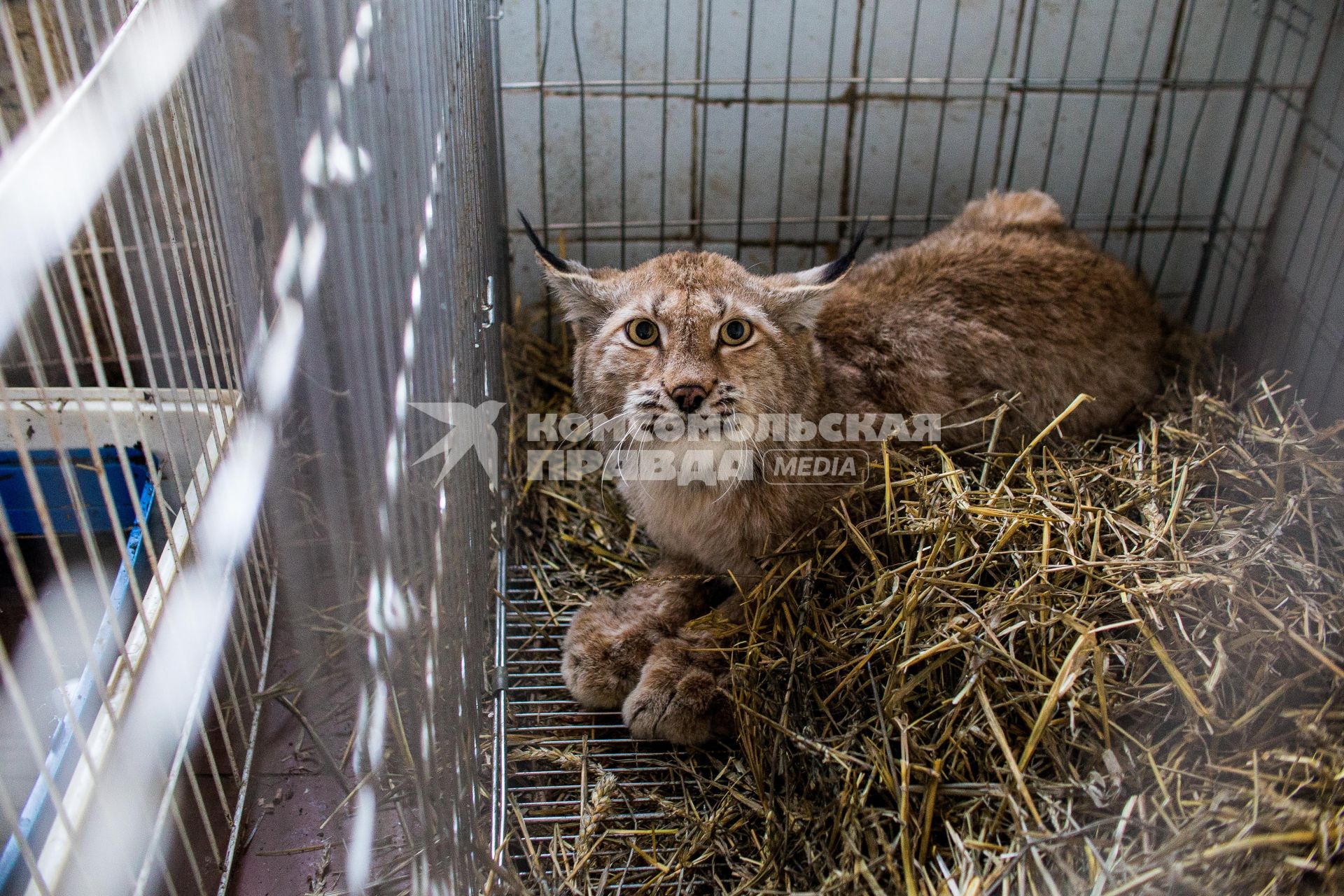 Челябинск. Рысь в приюте для диких животных `Спаси меня`, организованном зоозащитниками .