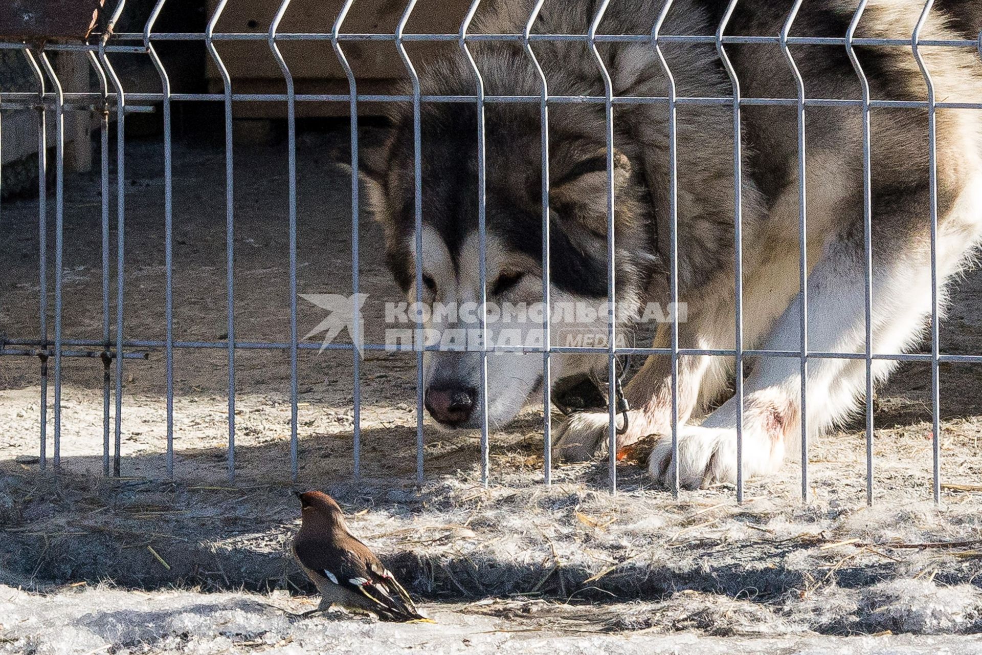 Челябинск. Собака породы маламут и птичка   в приюте для диких животных `Спаси меня`, организованном зоозащитниками .