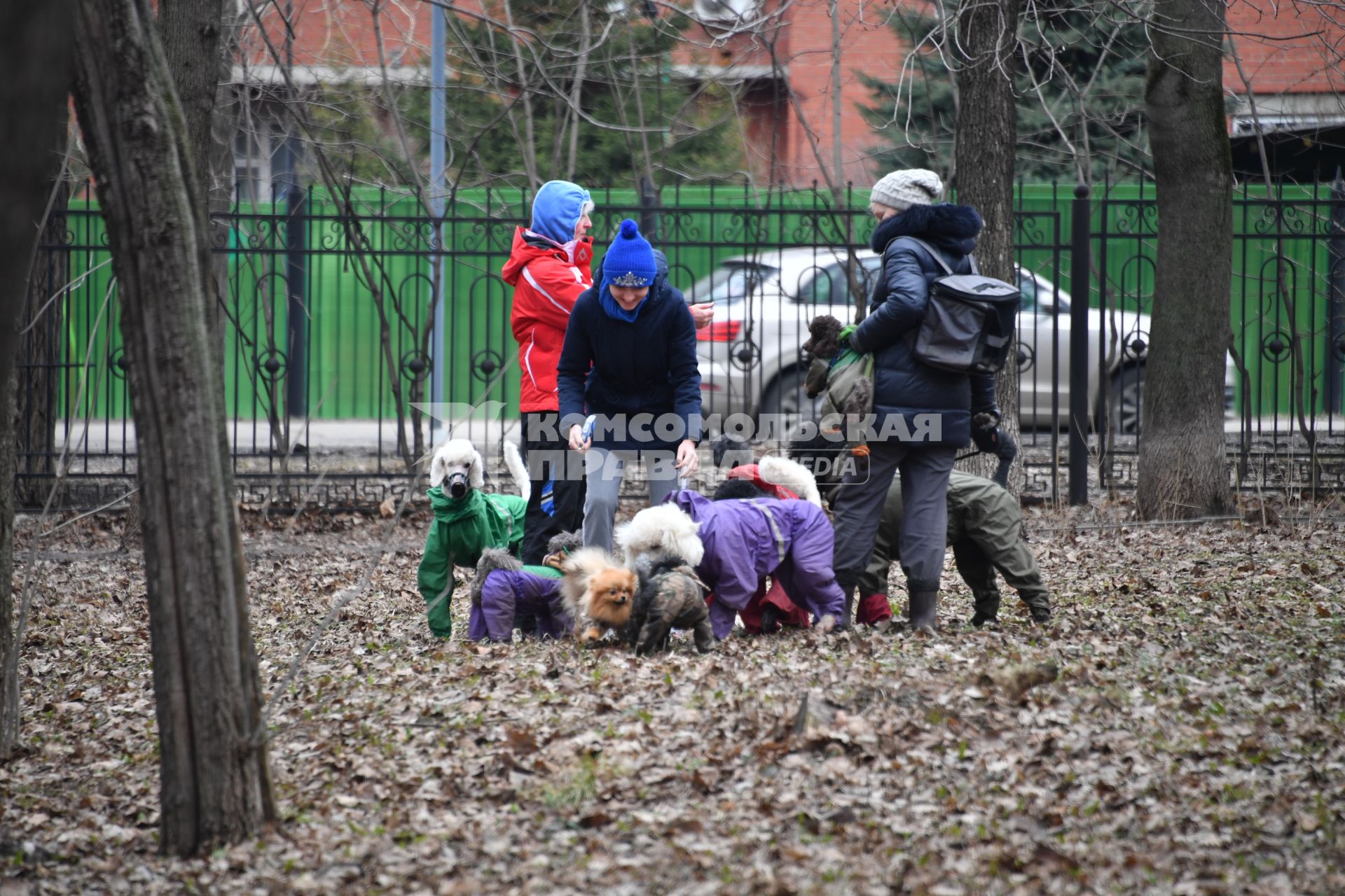 Москва. Женщины выгуливают собак в Петровском парке.