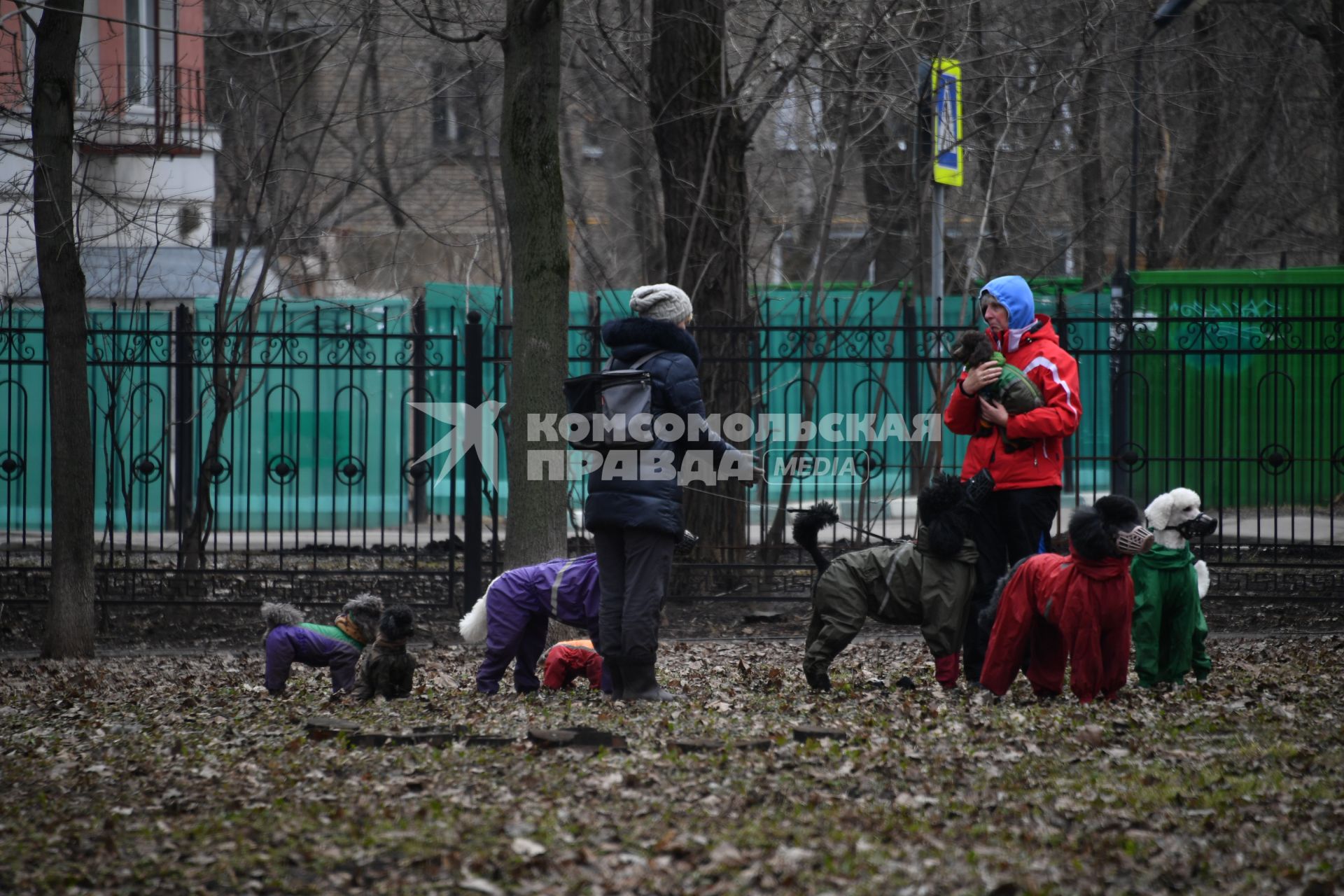 Москва. Женщины выгуливают собак в Петровском парке.