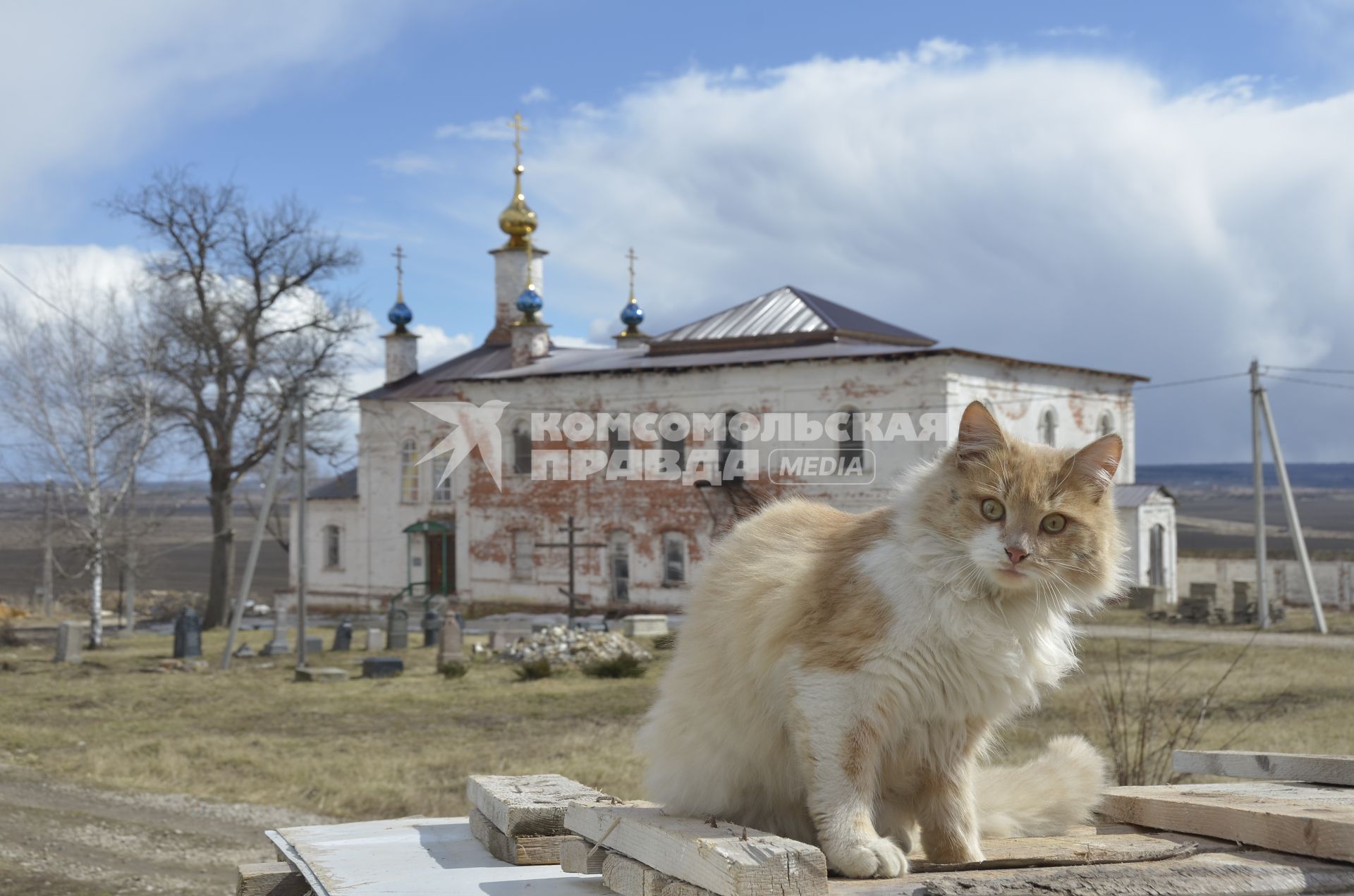 Тульская область, Белев.  Кошка на фоне Введенской церкви Преображенского монастыря.