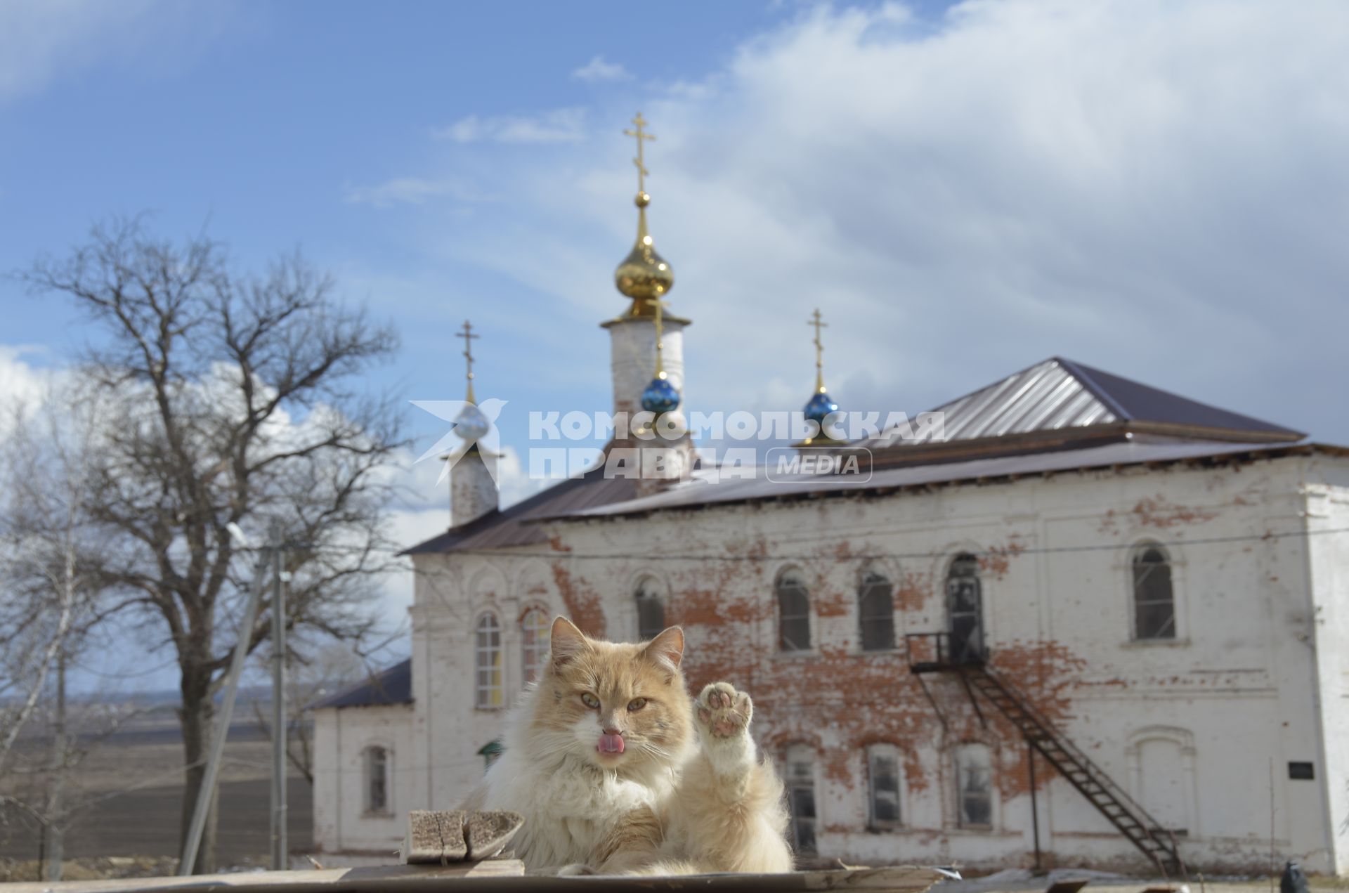 Тульская область, Белев.  Кошка на фоне Введенской церкви Преображенского монастыря.