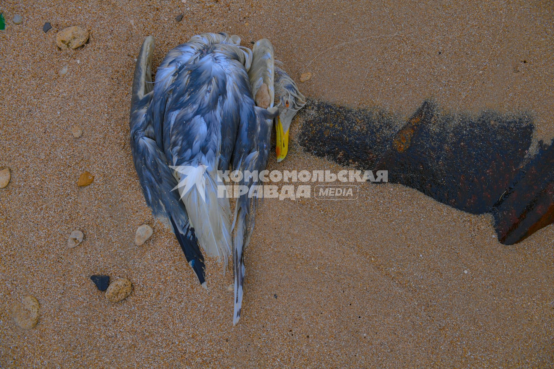 Украина, Новоазовский район , Безыменное. Мертвая чайка на берегу  Таганрогского  залива.