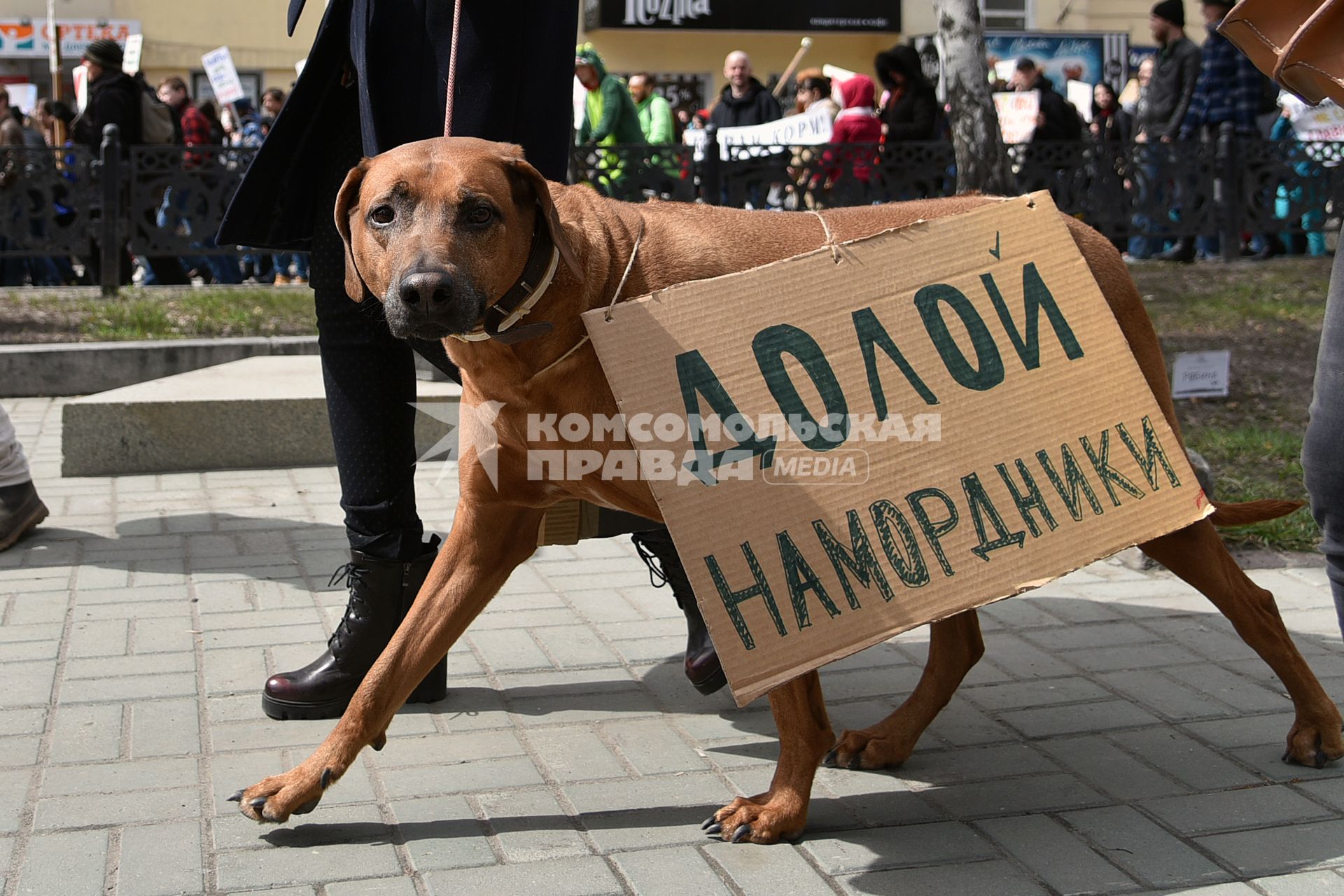 Новосибирск. Собака с плакатом `Долой намордники` на первомайской `Монстрации` на одной из улиц города.